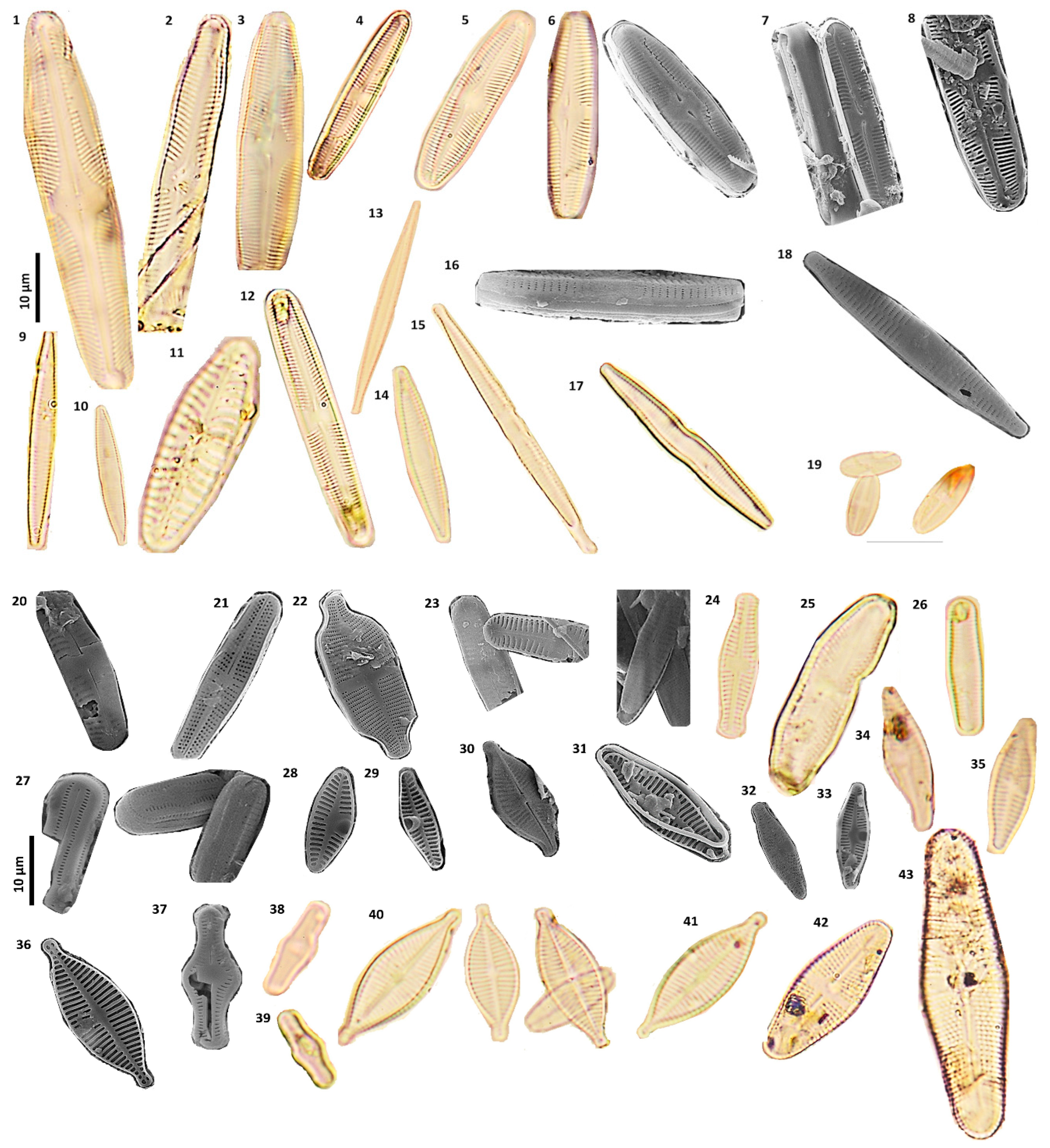 Preprints 190194 g003