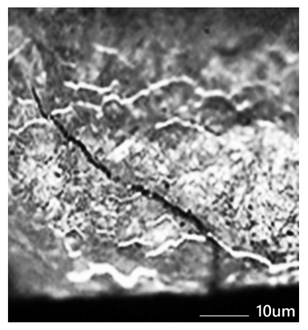 Preprints 164938 g004