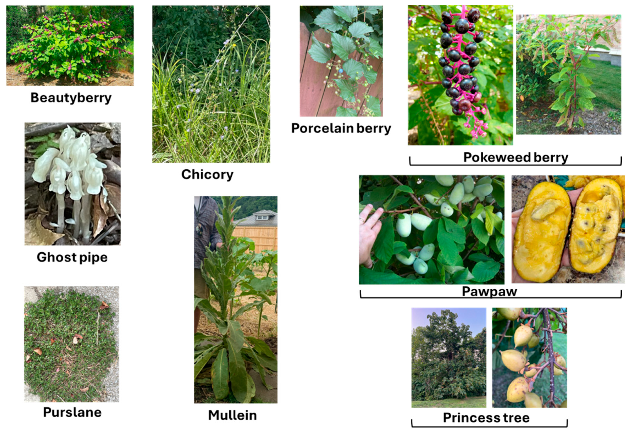 Preprints 175864 g002