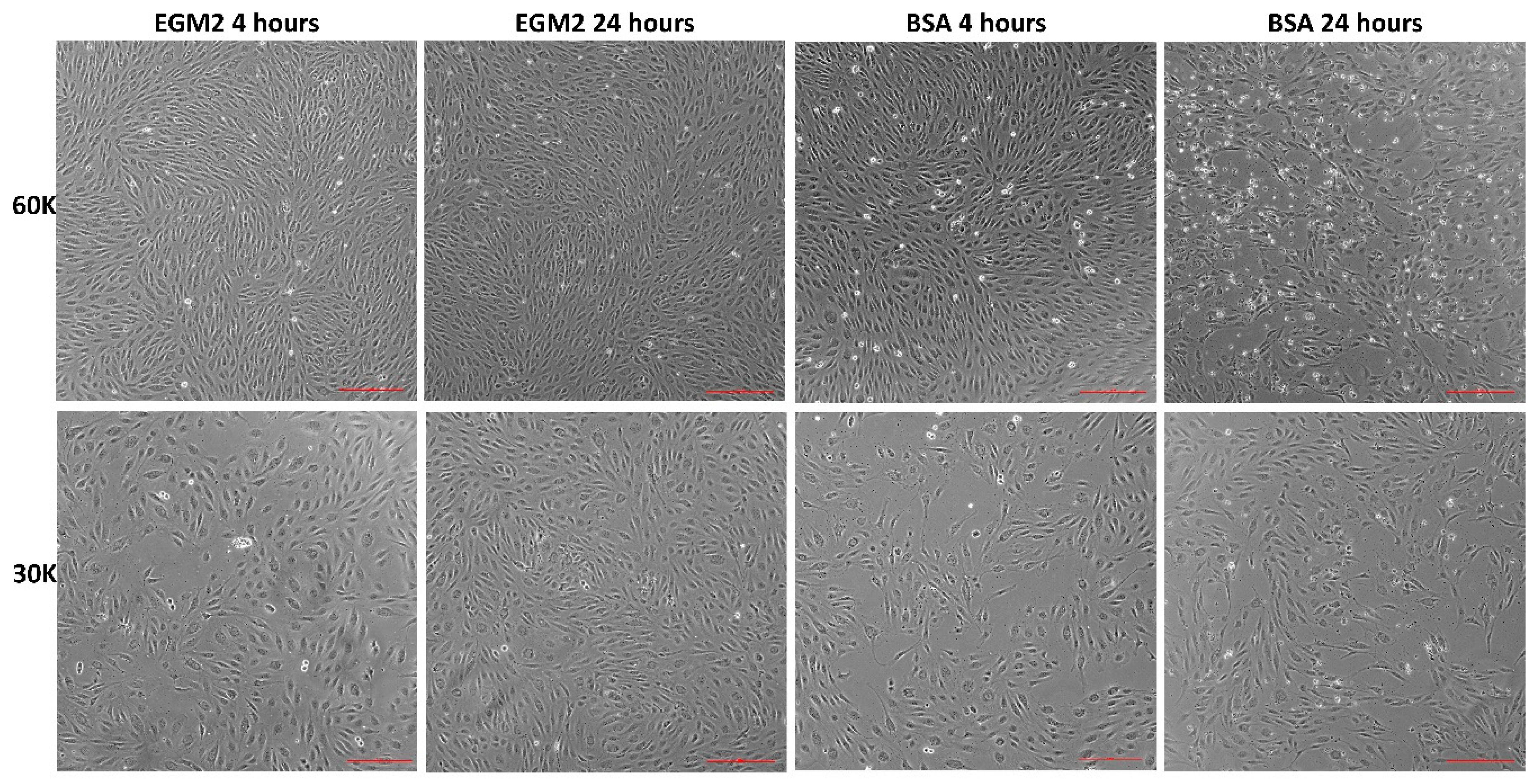 Preprints 189678 g004