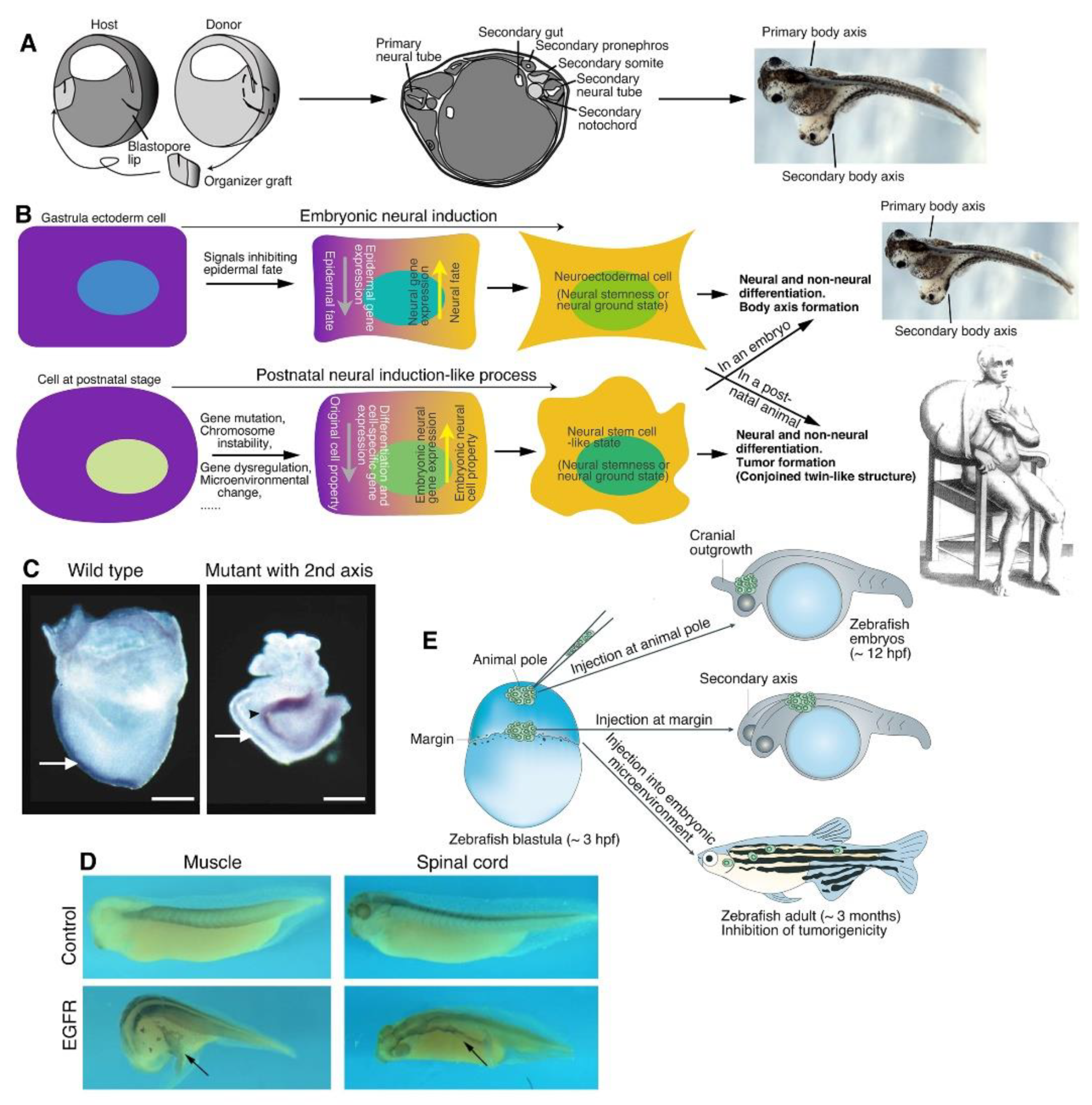 Preprints 171915 g003