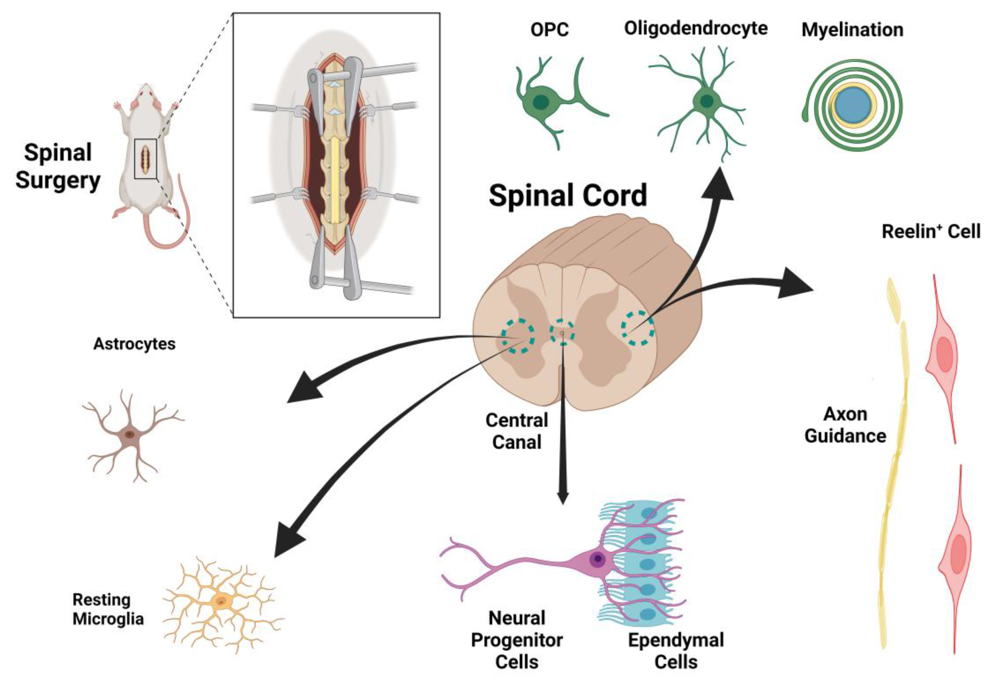 Preprints 172937 g001