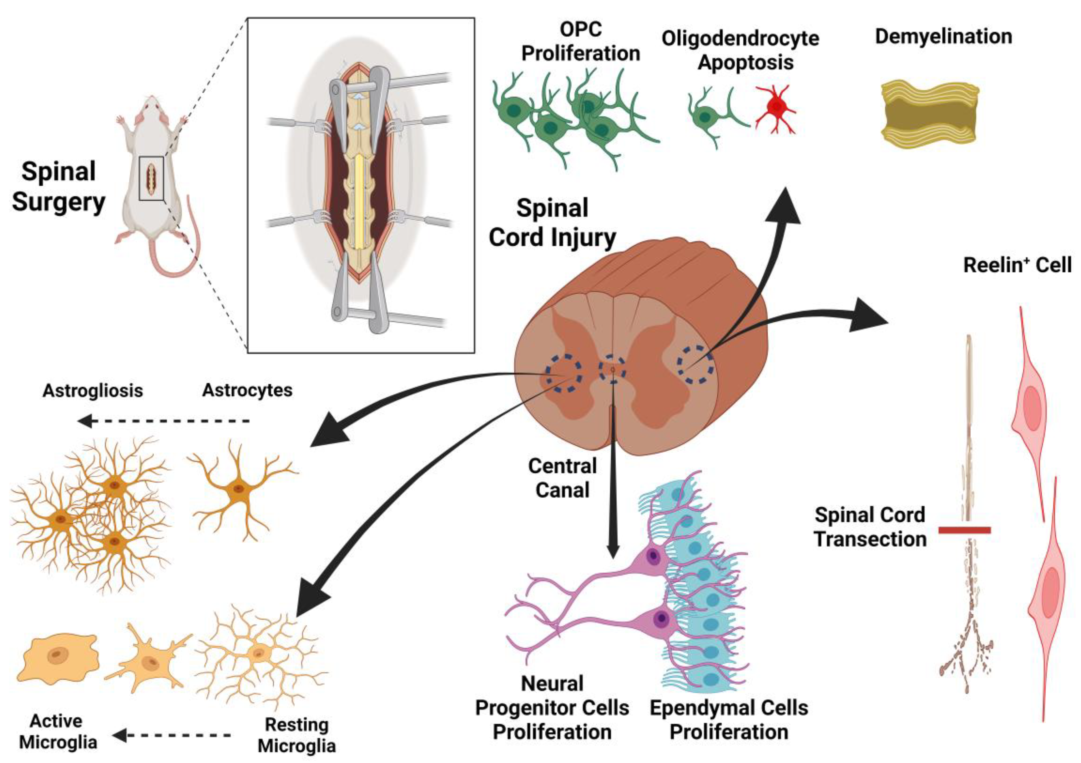Preprints 172937 g002