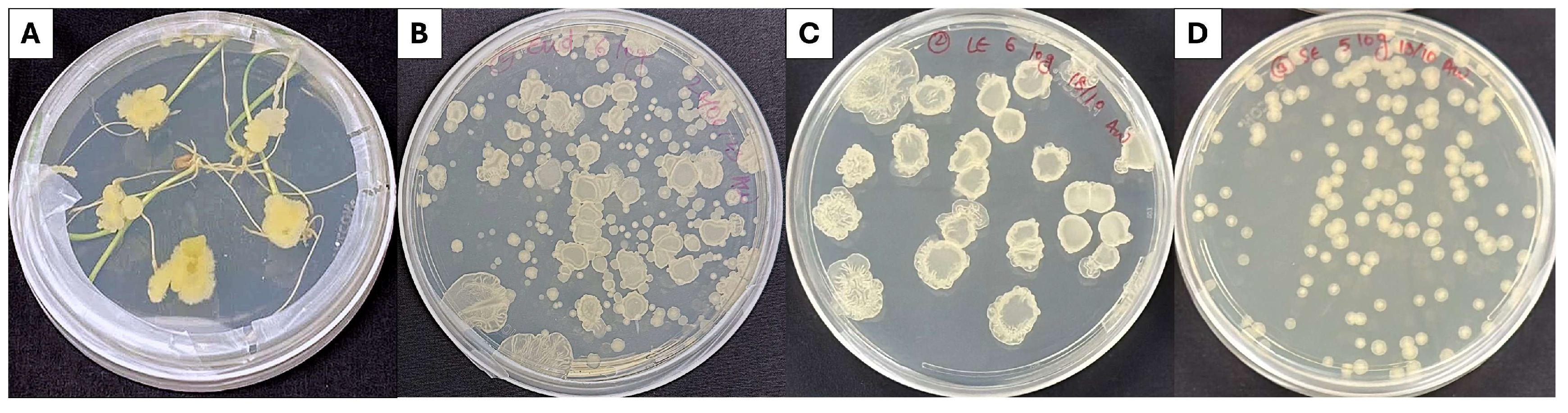 Seed Endophyte Bacillus atrophaeus Colonizes Root and Shoot