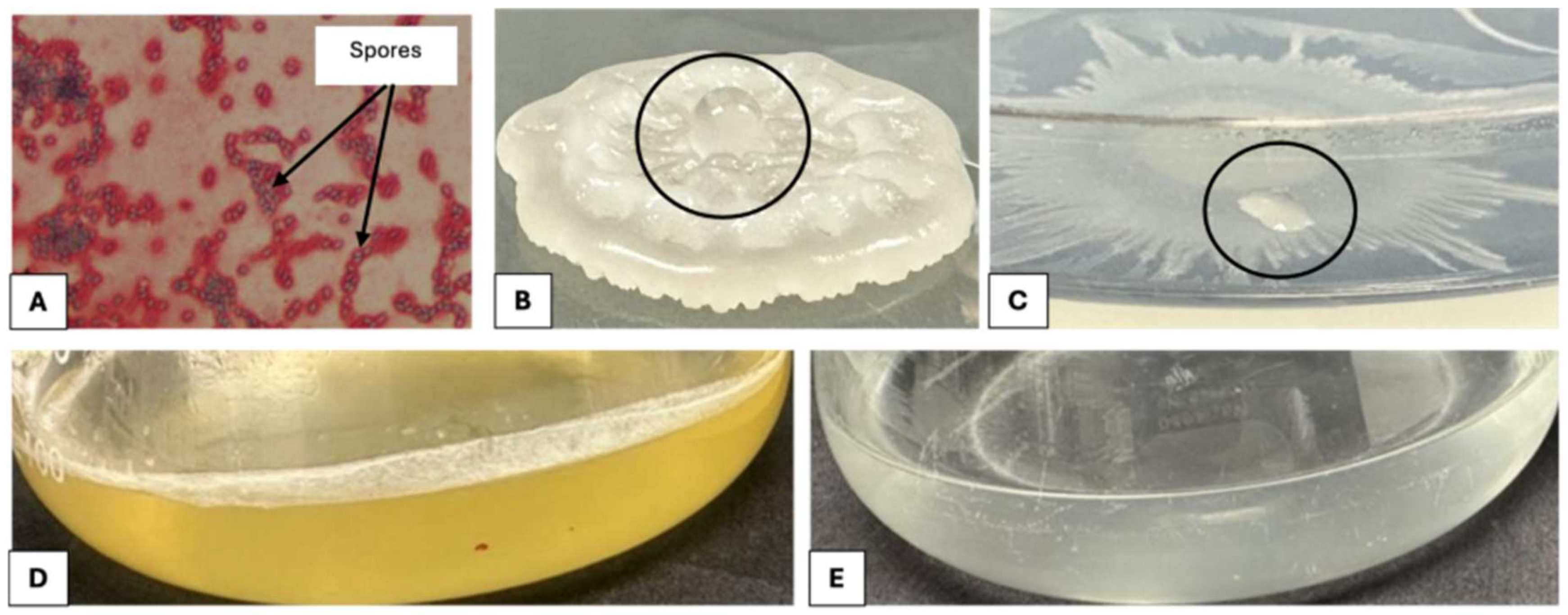 Seed Endophyte Bacillus atrophaeus Colonizes Root and Shoot