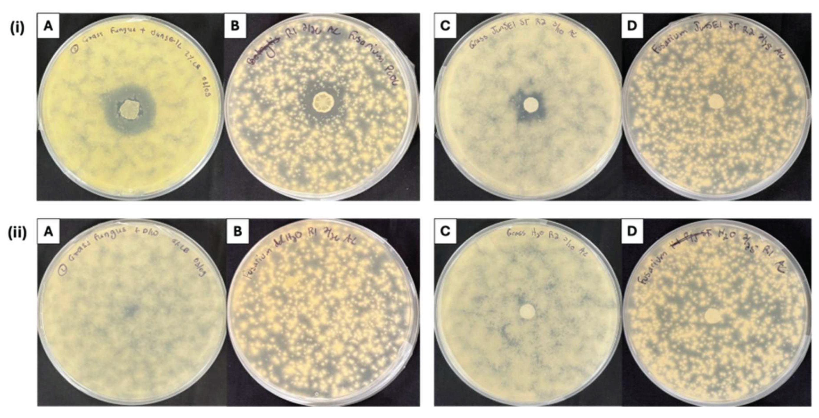 Seed Endophyte Bacillus atrophaeus Colonizes Root and Shoot