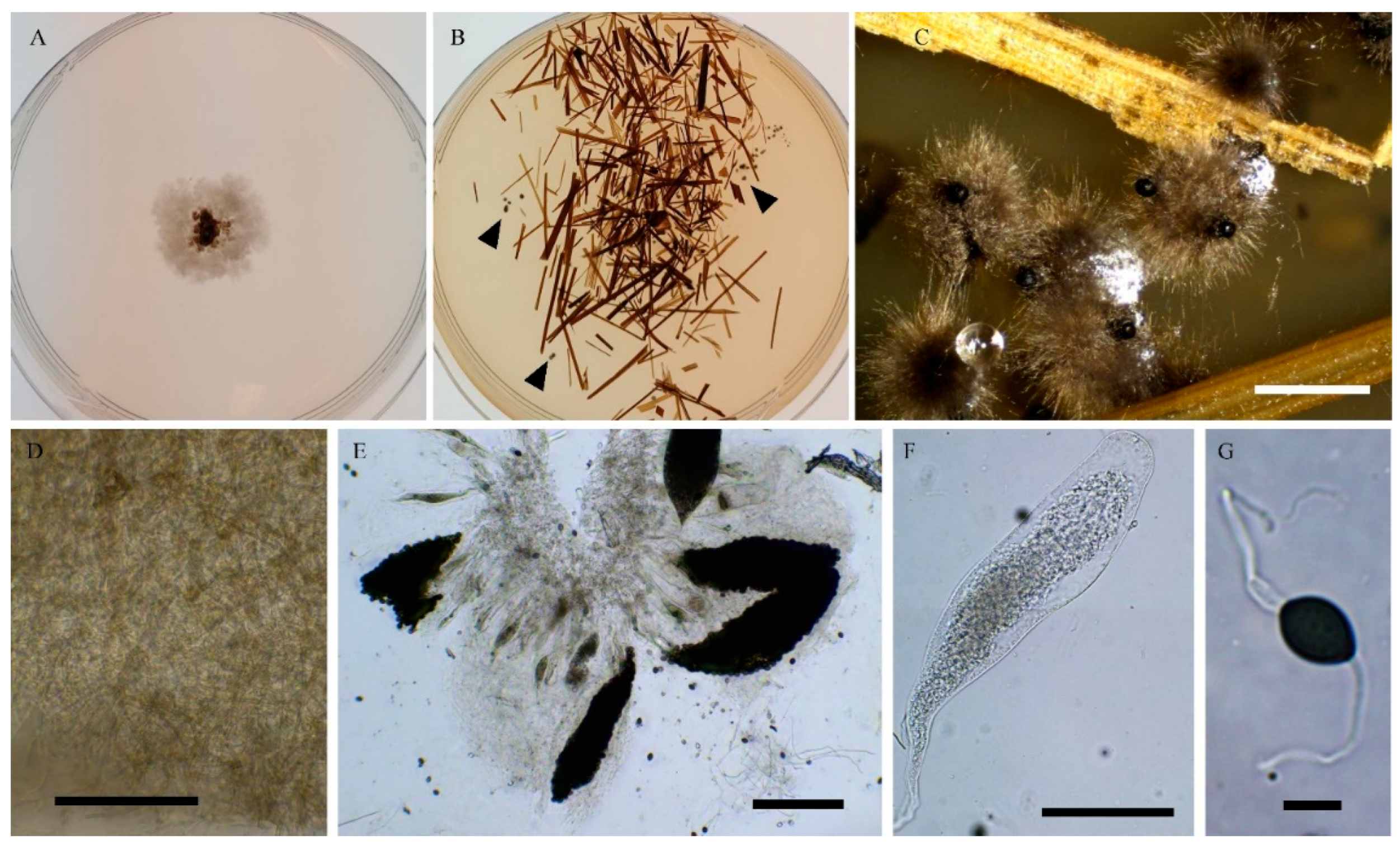 Preprints 183959 g002