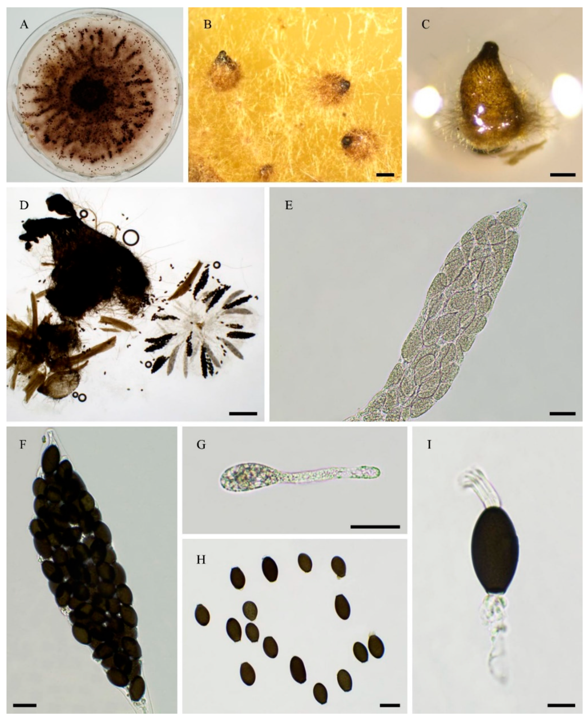 Preprints 183959 g004