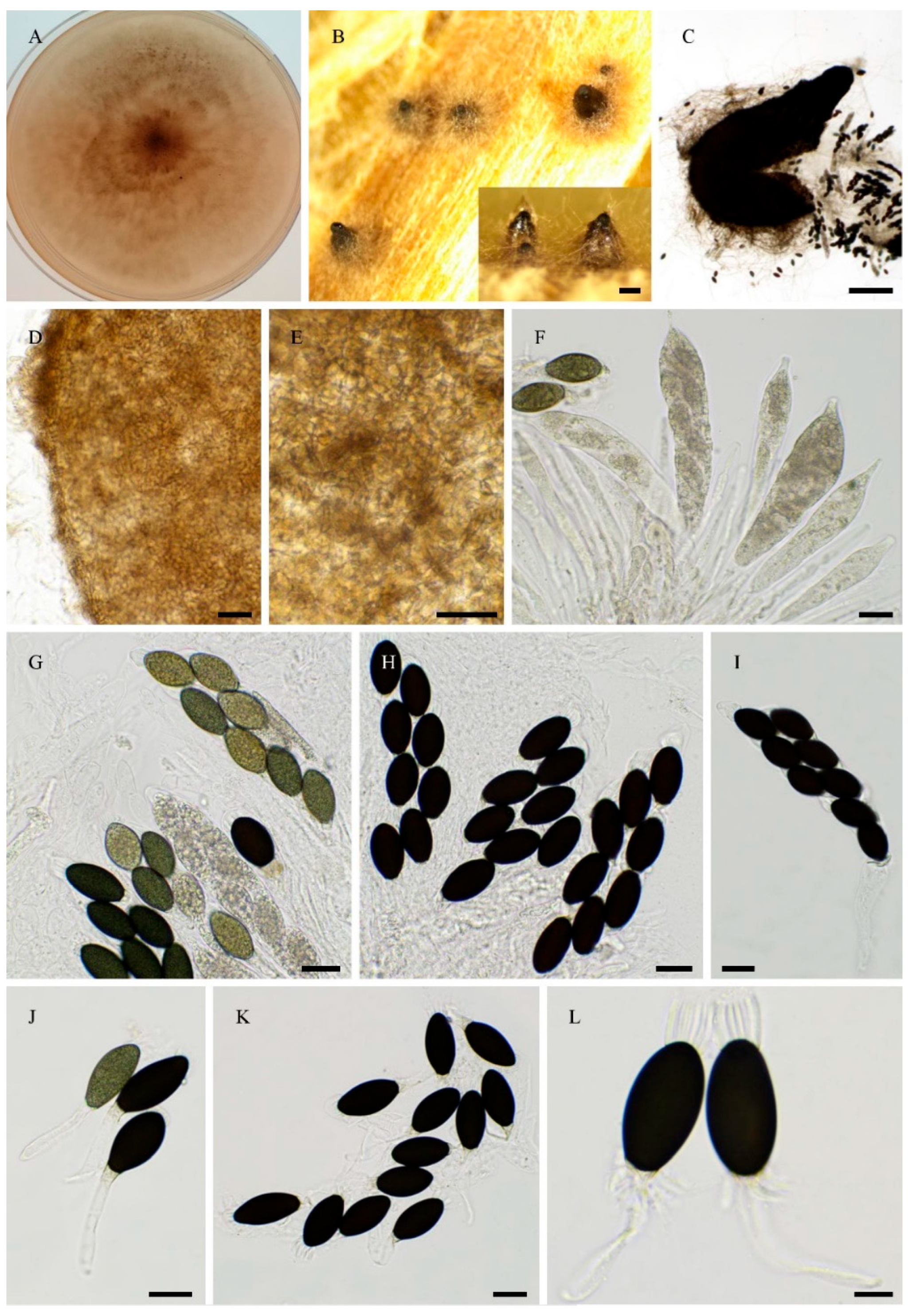Preprints 183959 g005