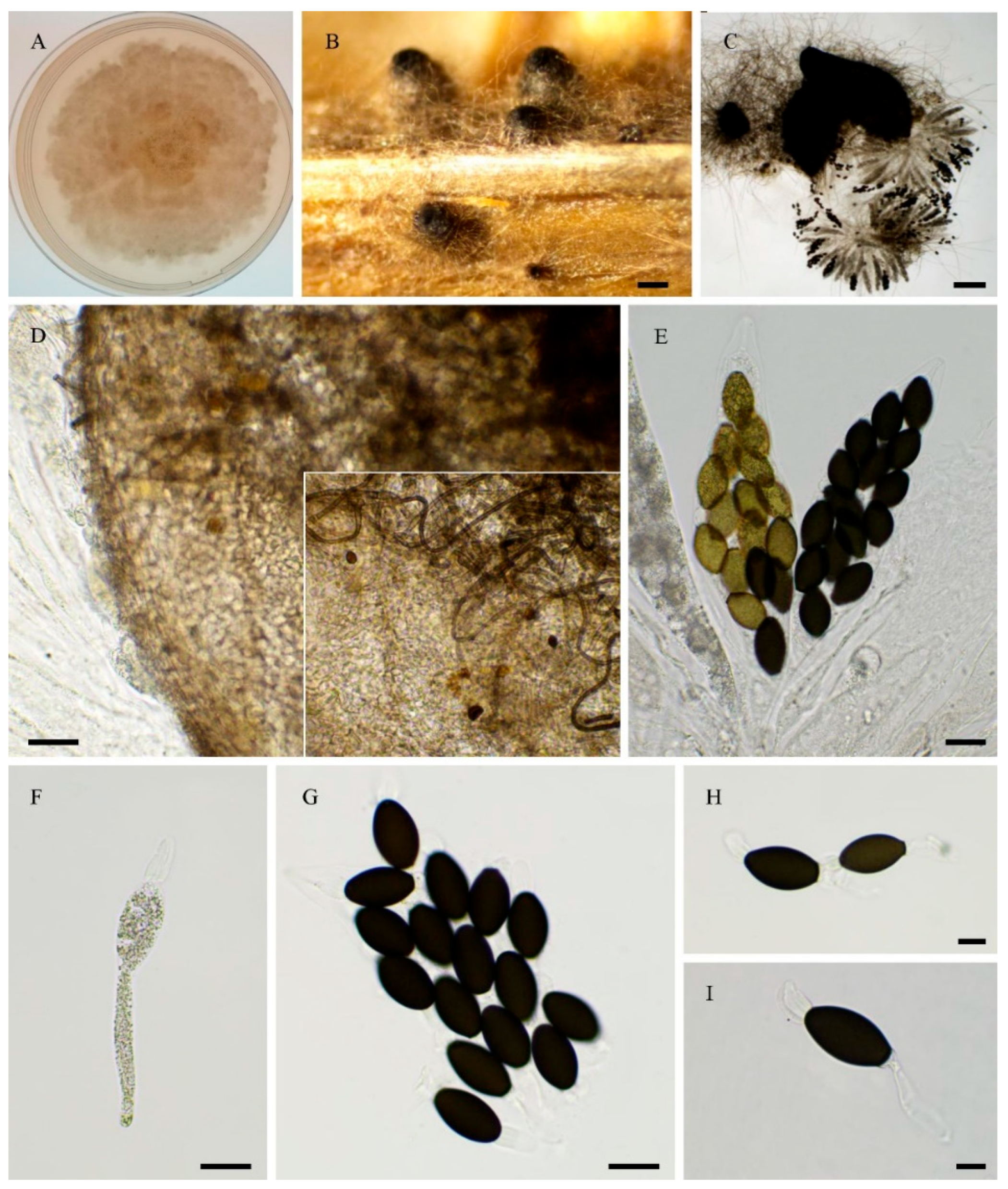 Preprints 183959 g006