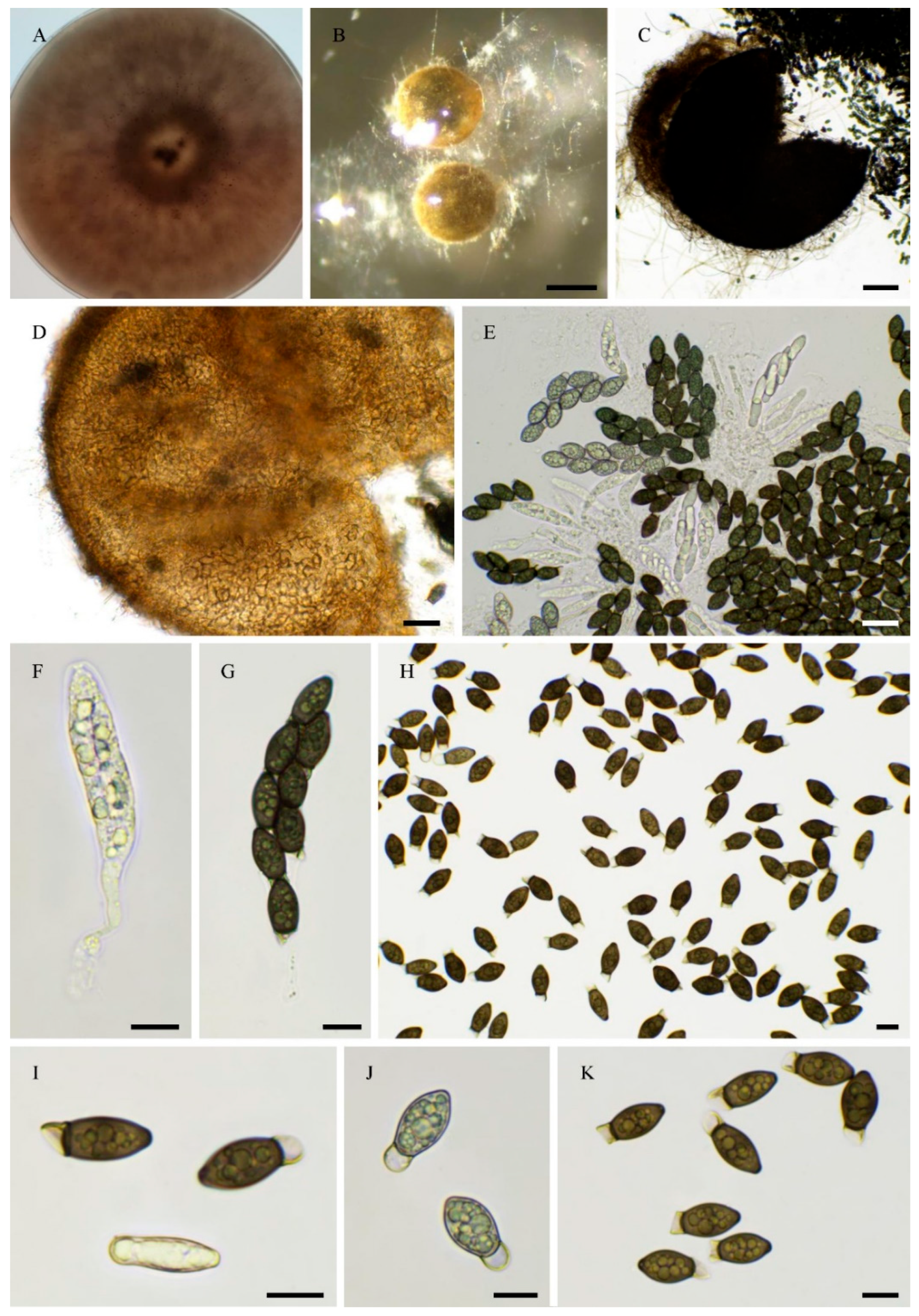 Preprints 183959 g008