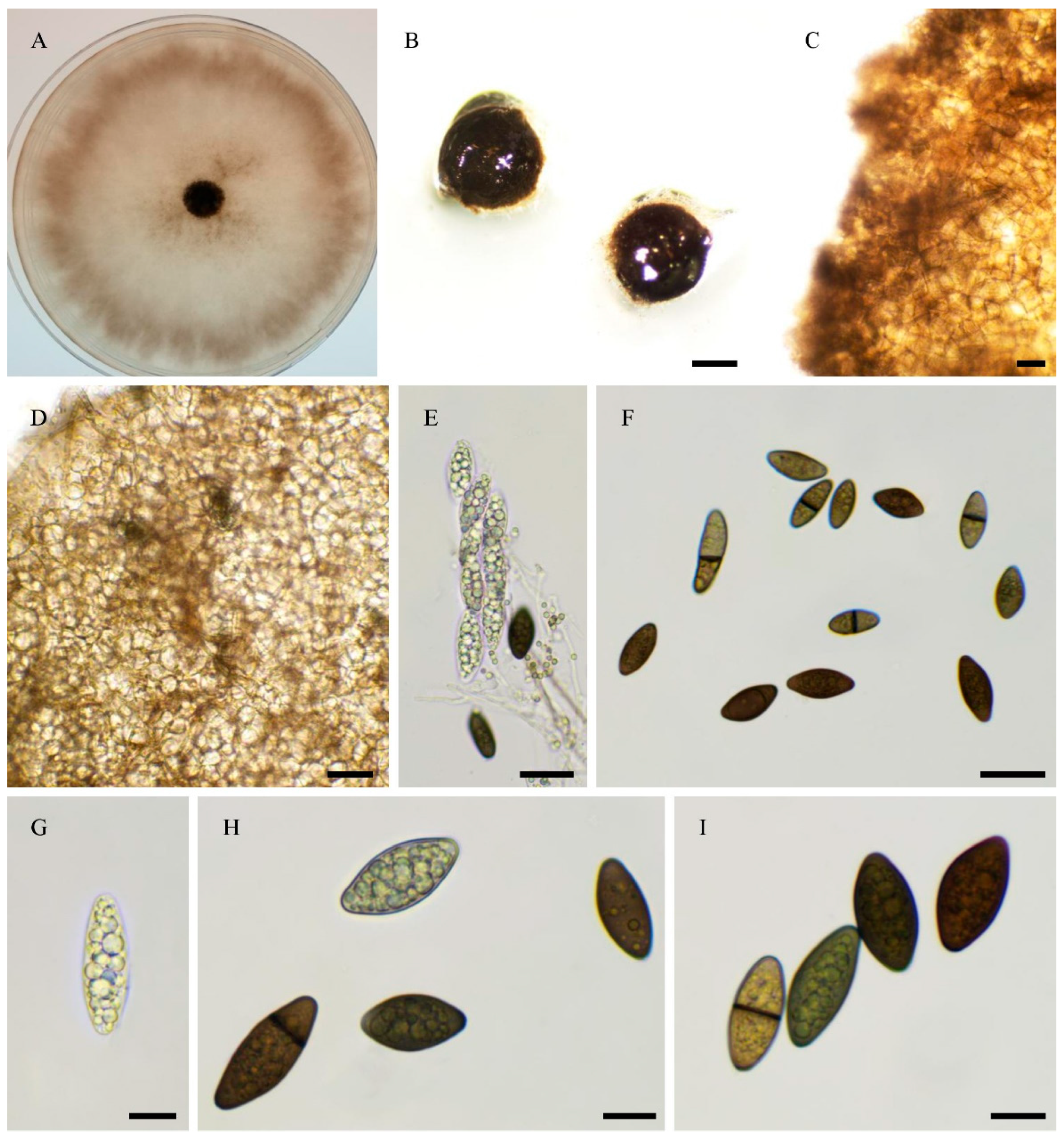 Preprints 183959 g013