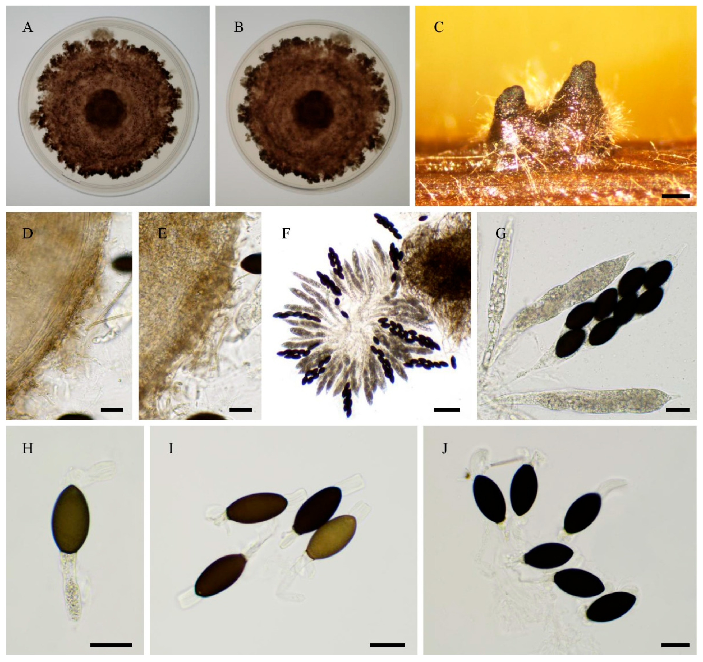 Preprints 183959 g015