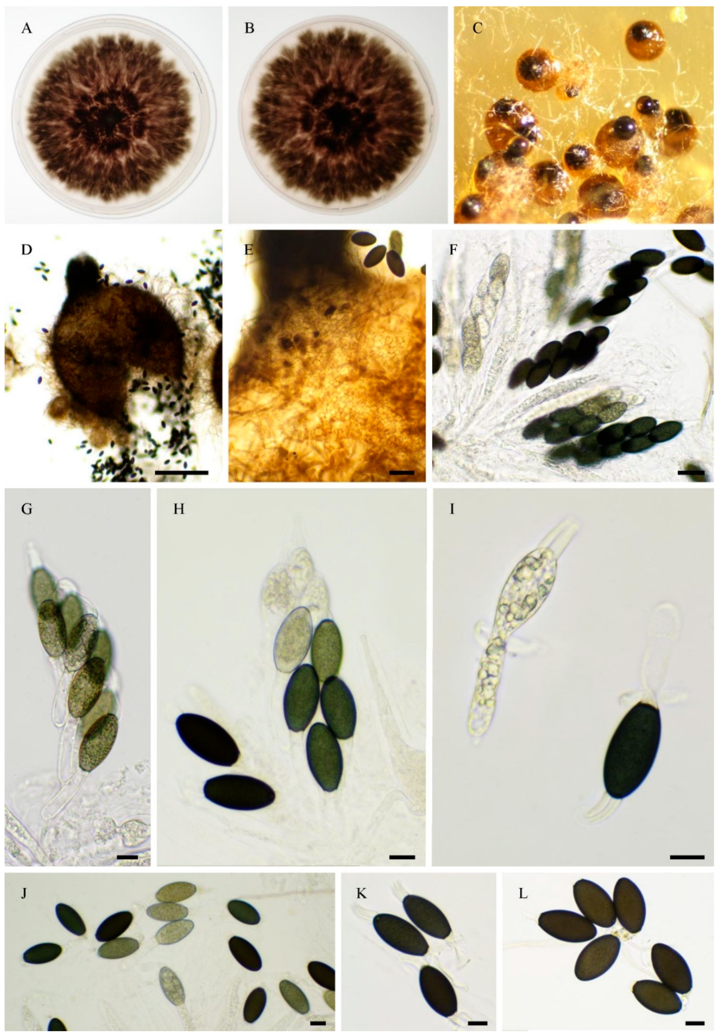 Preprints 183959 g016