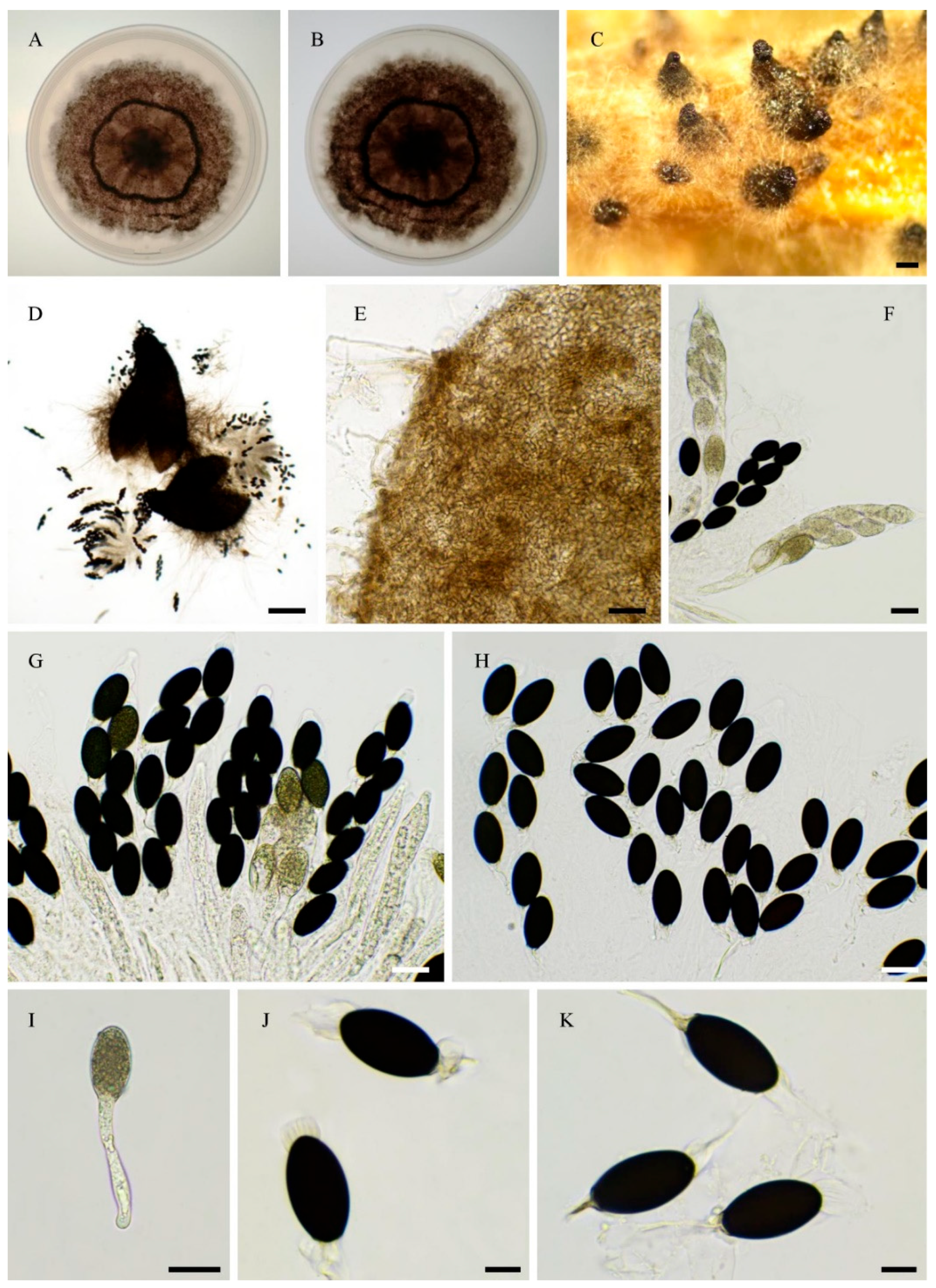 Preprints 183959 g017
