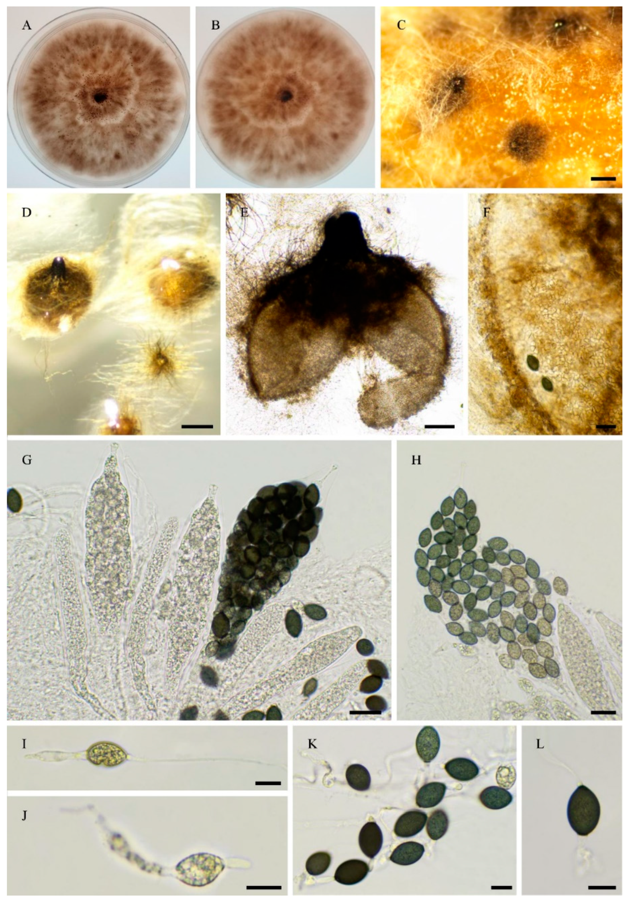 Preprints 183959 g018