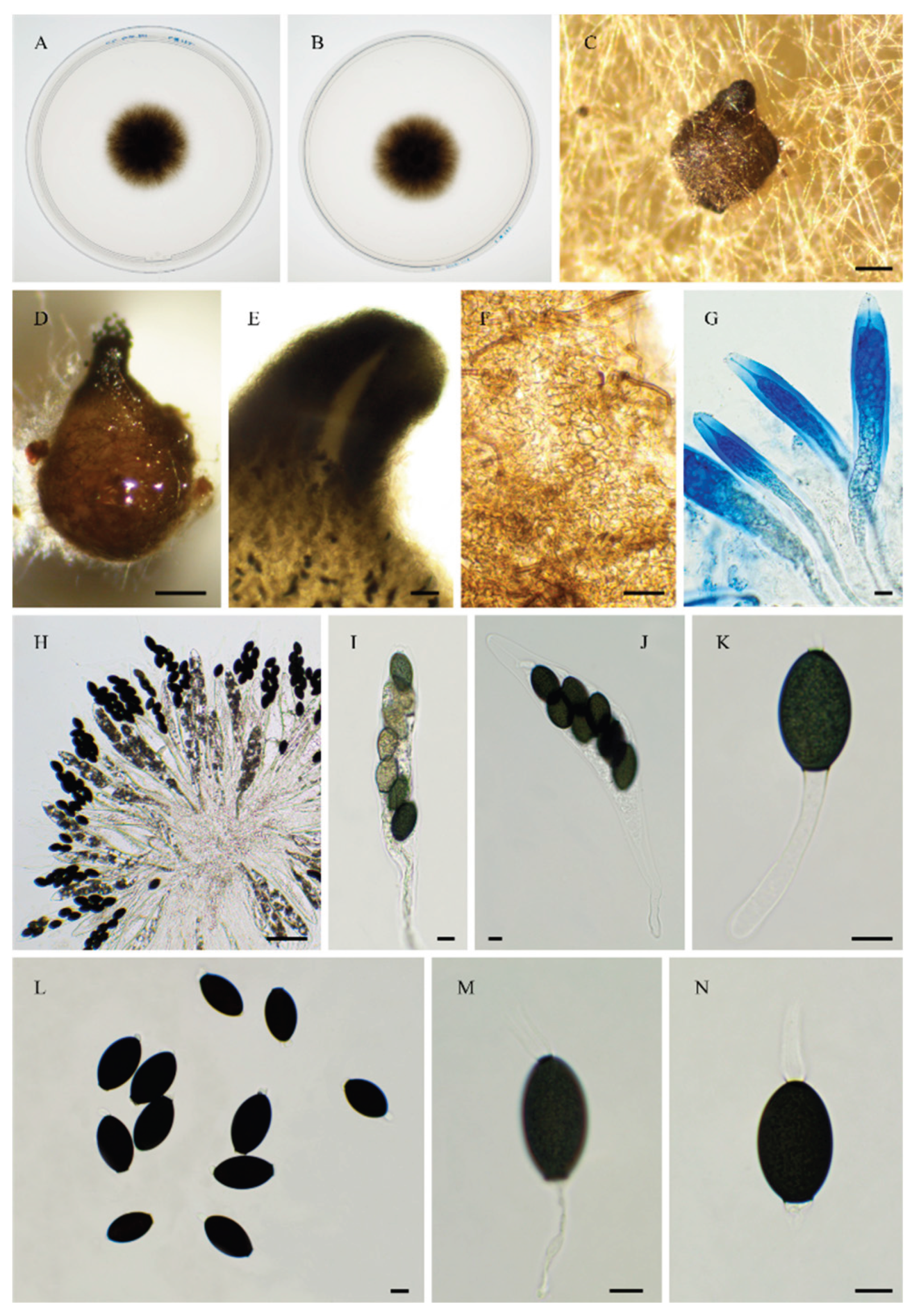 Preprints 183959 g019