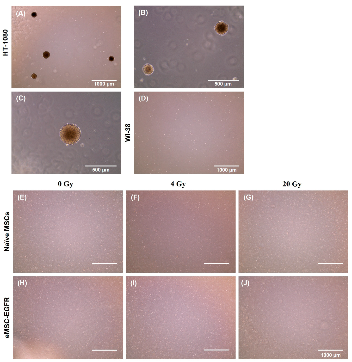 Preprints 173855 g007