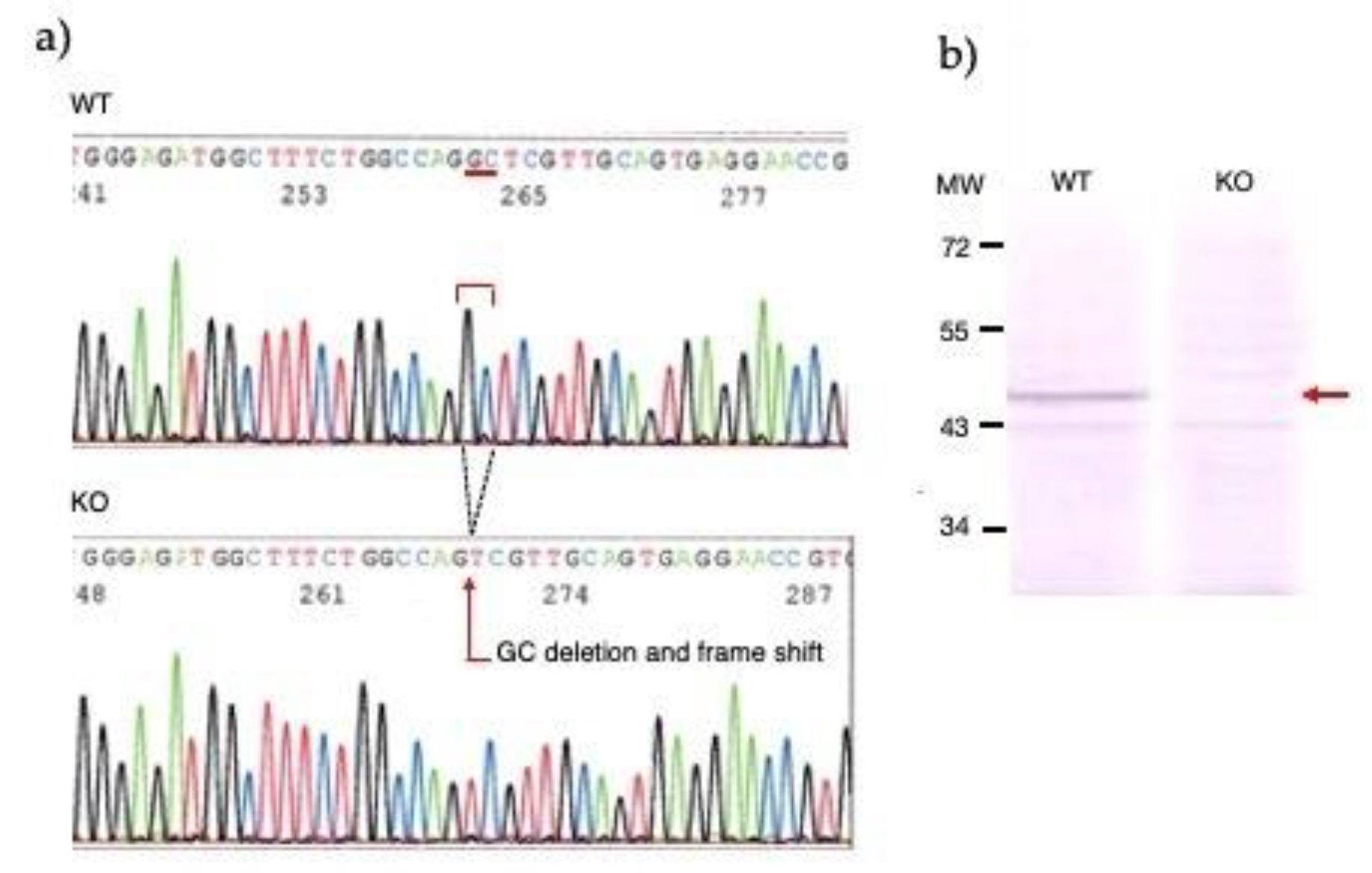Preprints 86590 g001