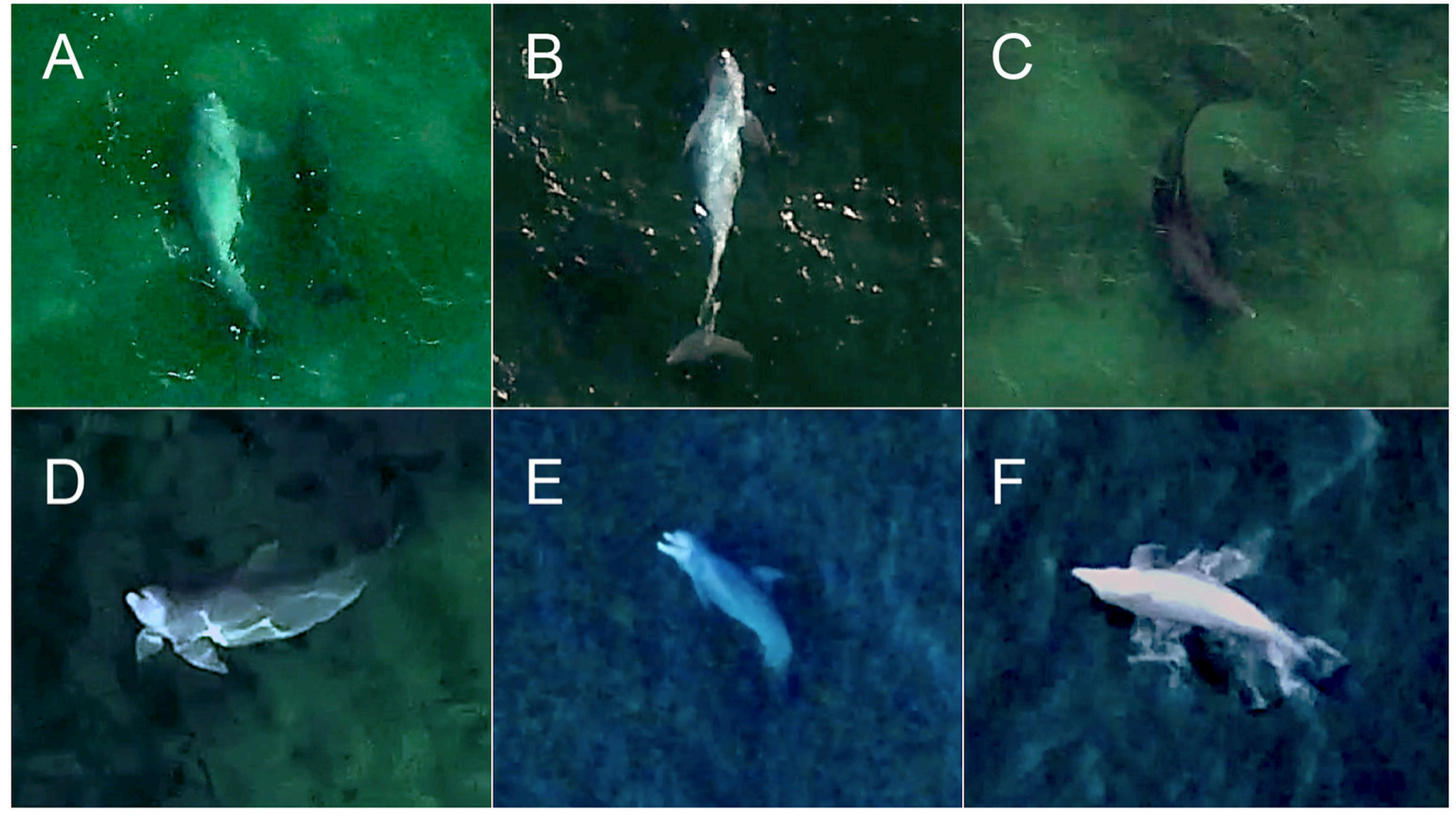 Preprints 152136 g006