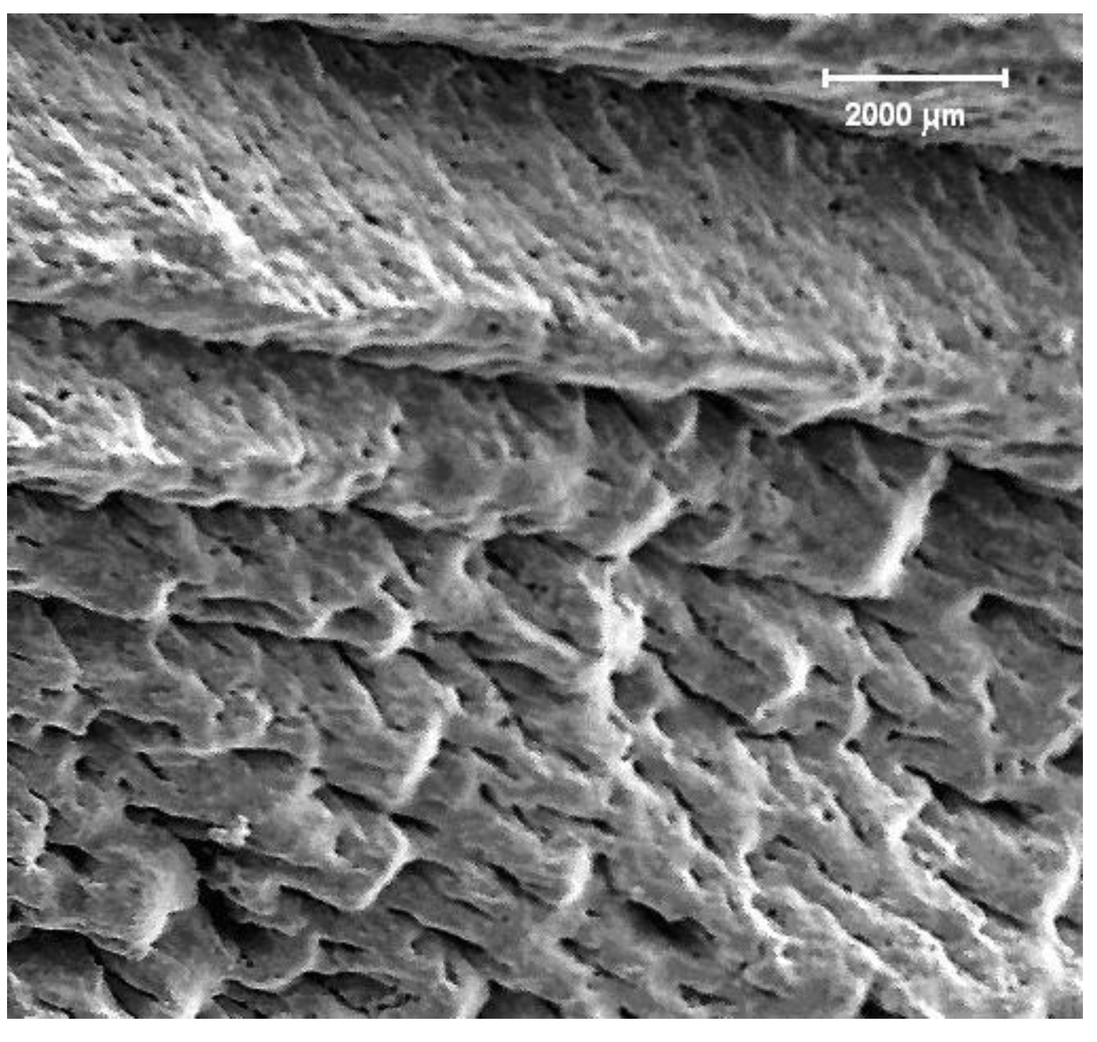 Preprints 138562 g002