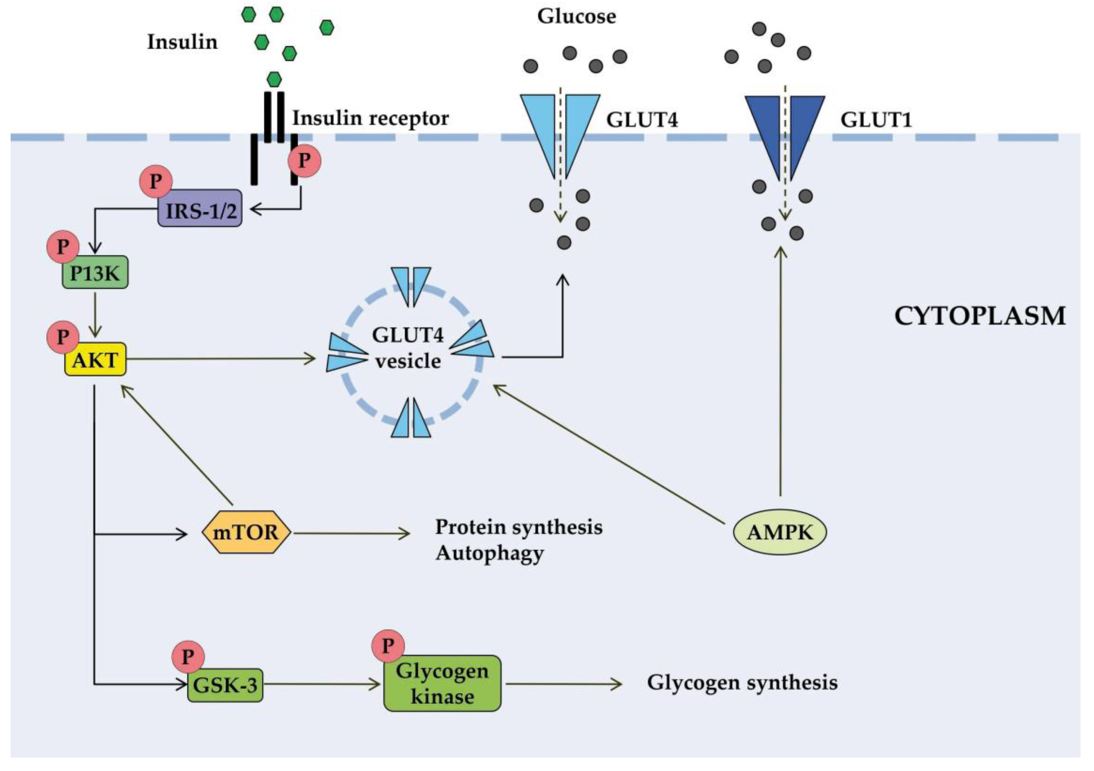 Preprints 184047 g001