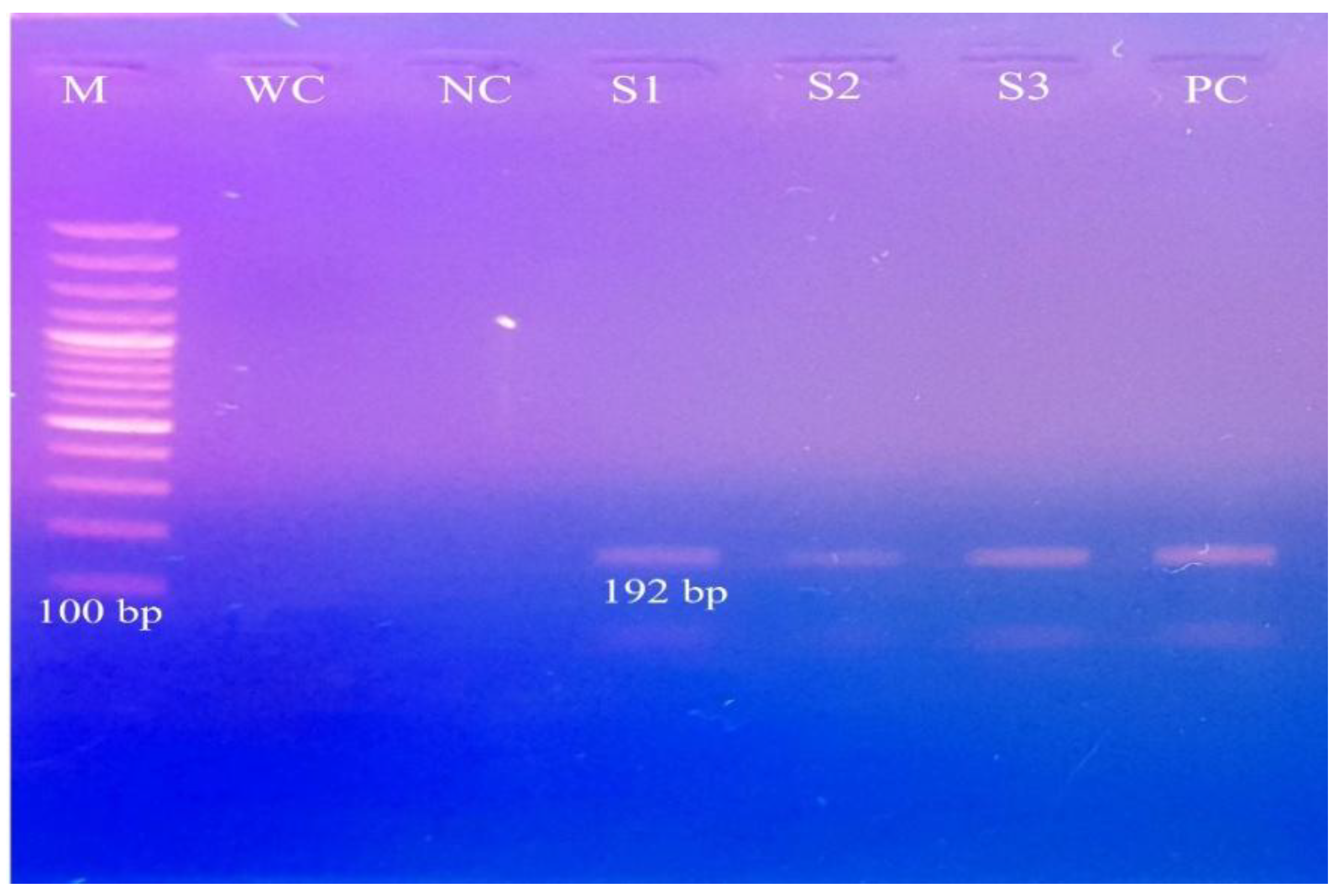 Preprints 156892 g001
