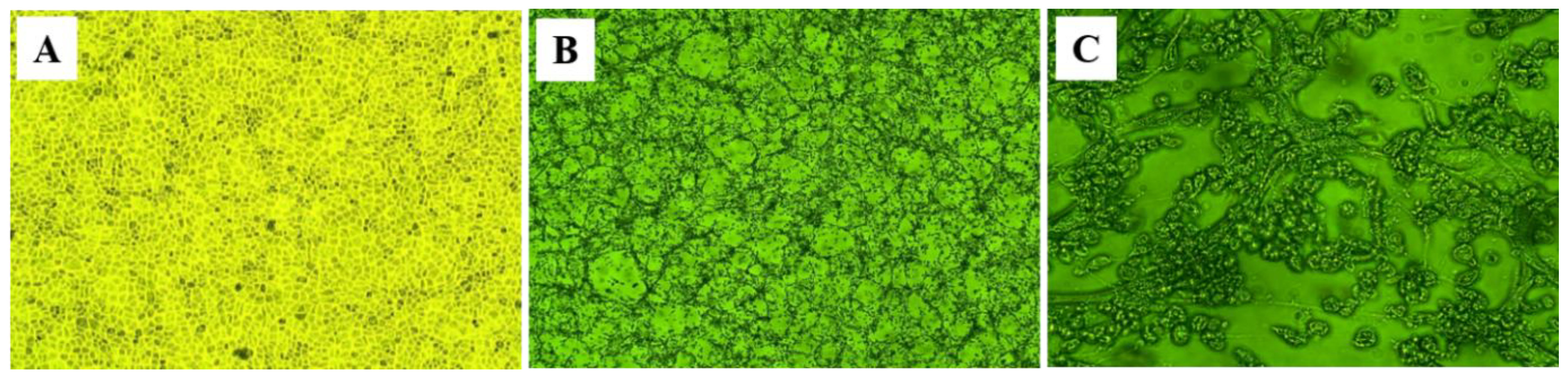 Preprints 156892 g002