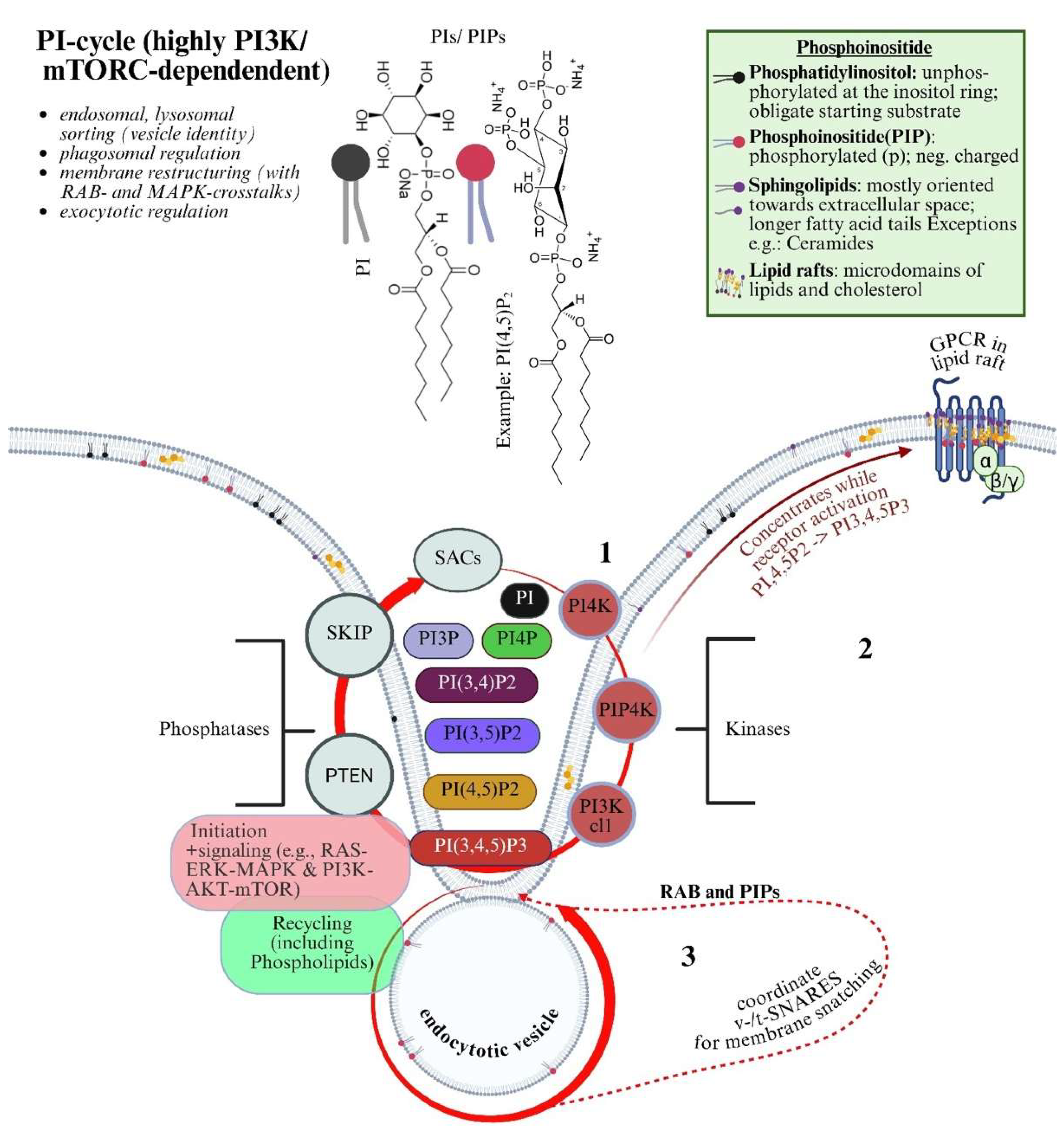 mark gordon liposomal glutathione Chemical Reactivity of Methoxy 4-O-Aryl Quinolines: Identification of  Glutathione Displacement Products in Vitro and in Vivo main image 1