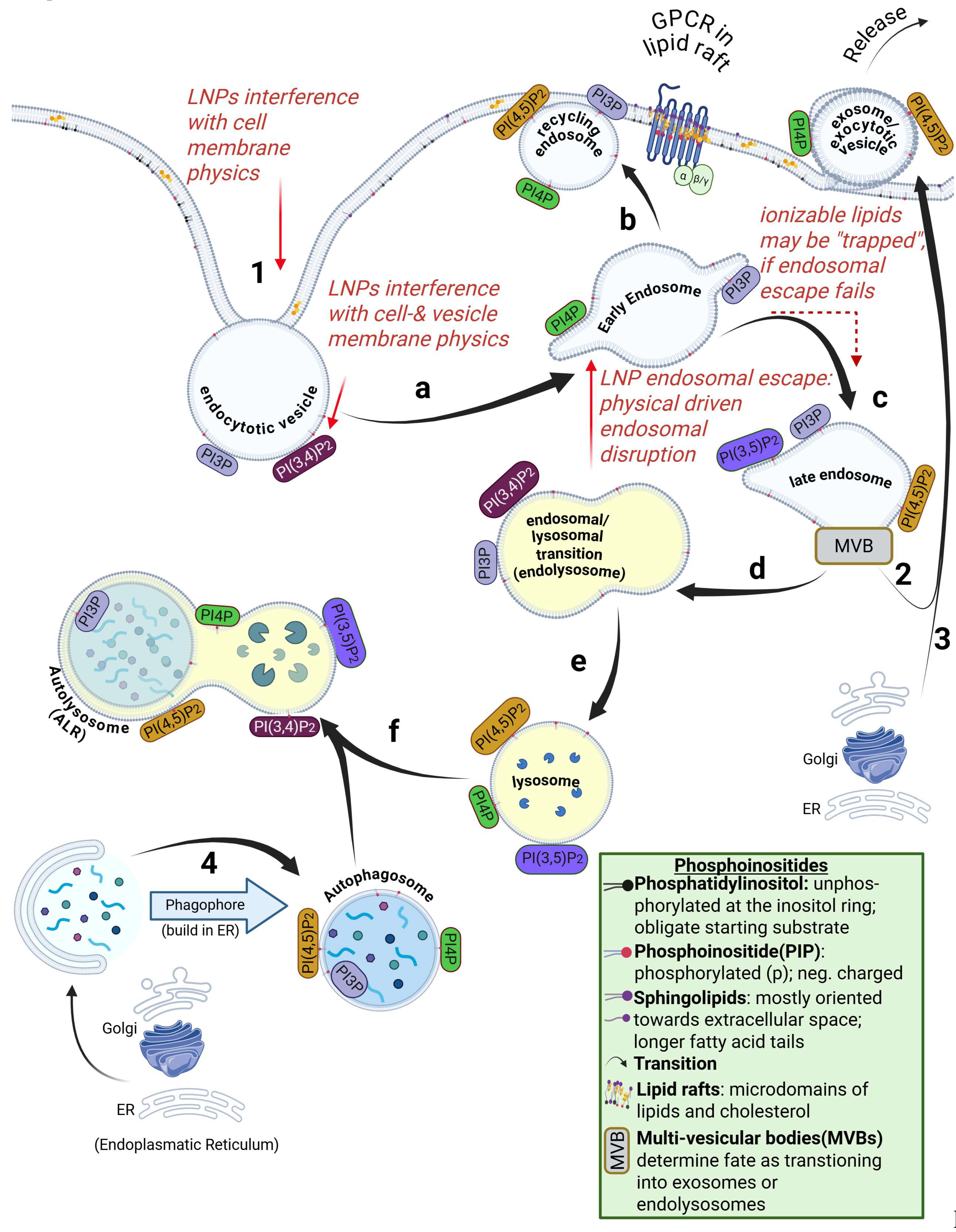 mark gordon liposomal glutathione Frontiers | Nanoparticles that modulate immune cells main image 1