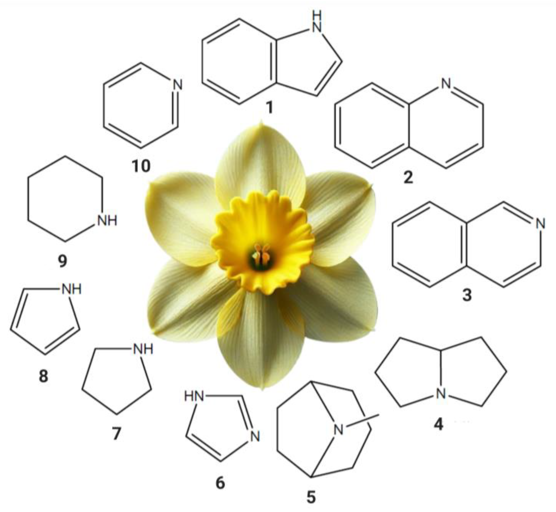 Amaryllidaceae Alkaloids and Isoquinoline Alkaloids: A Perspective