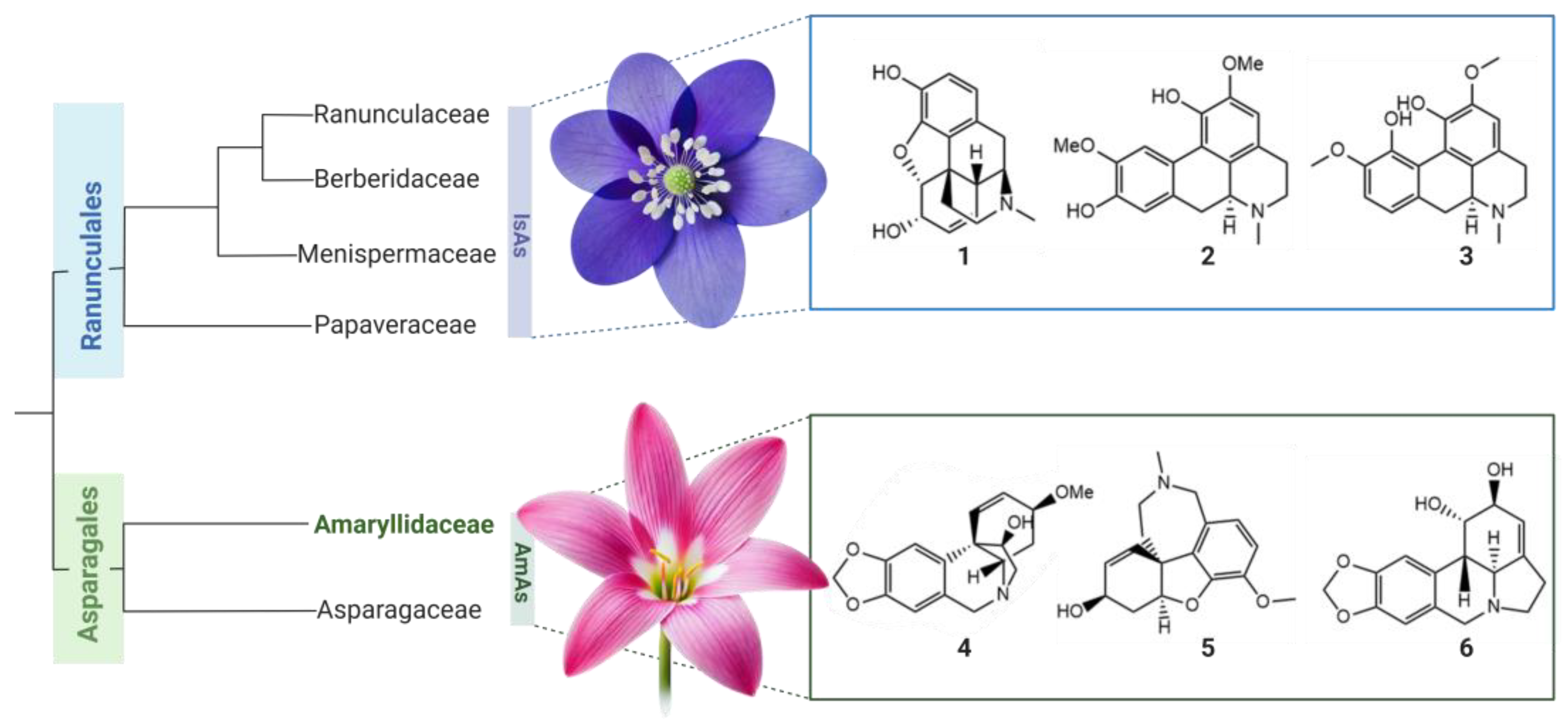 Amaryllidaceae Alkaloids and Isoquinoline Alkaloids: A Perspective