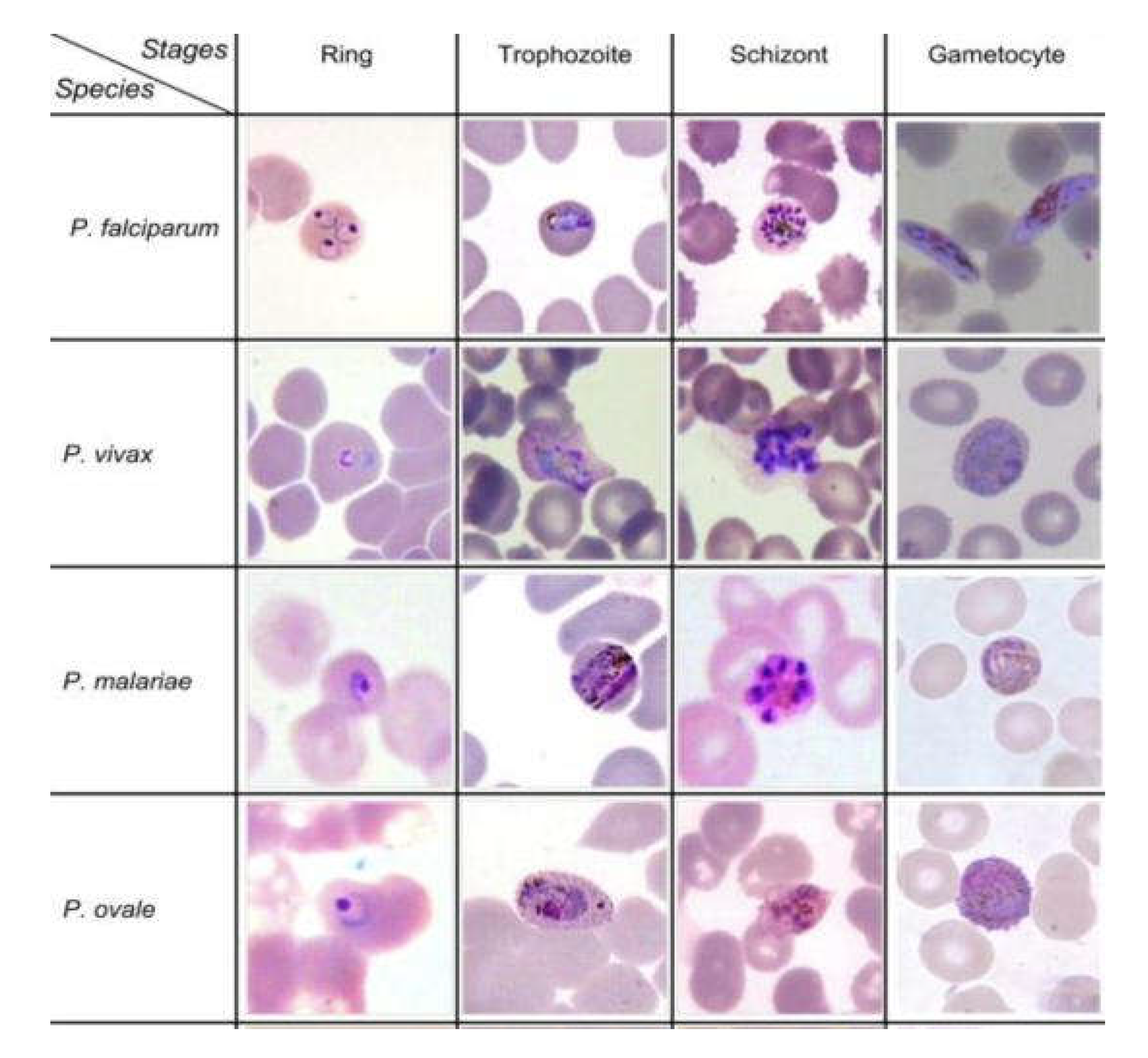 Preprints 210605 g002