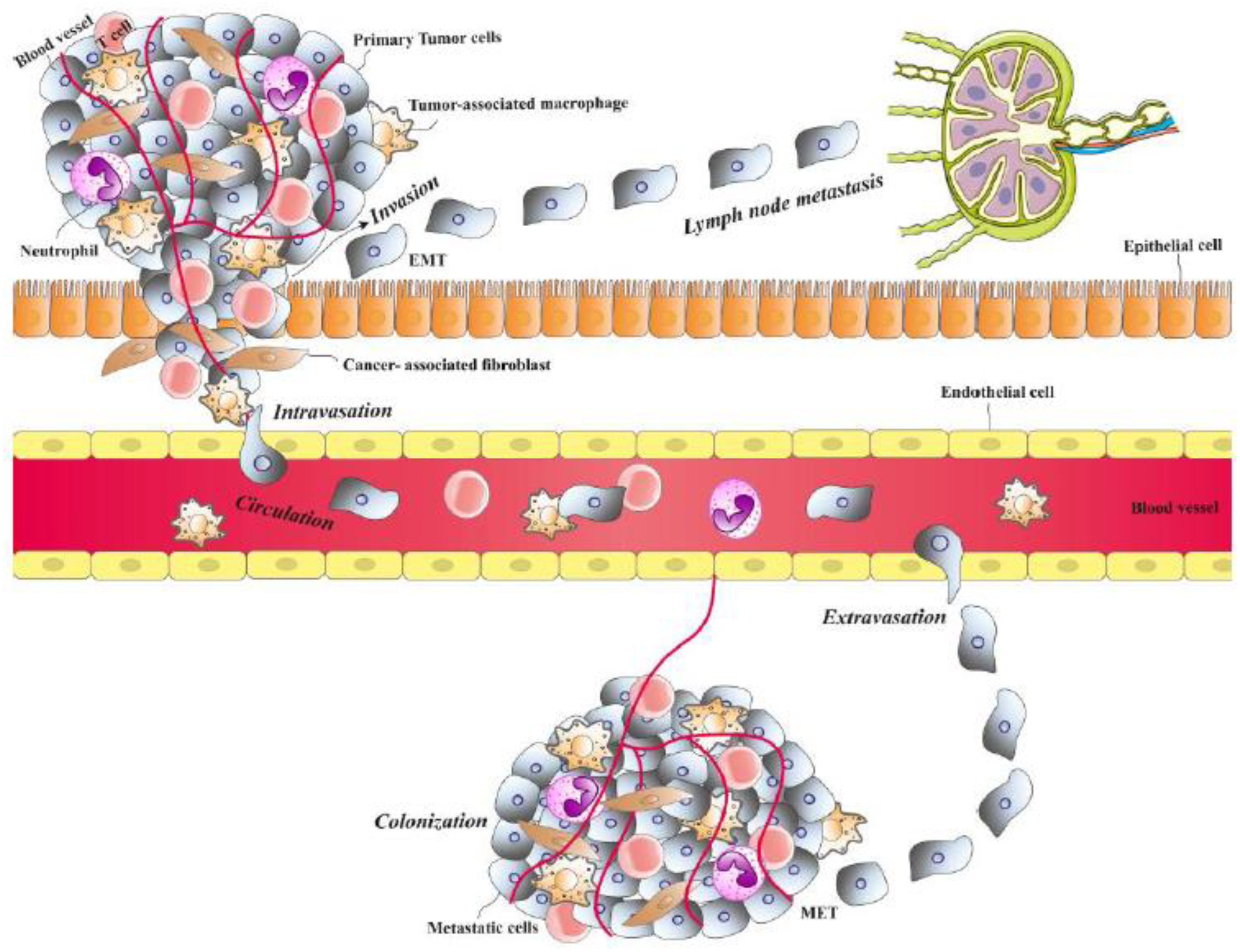 Preprints 147028 g001