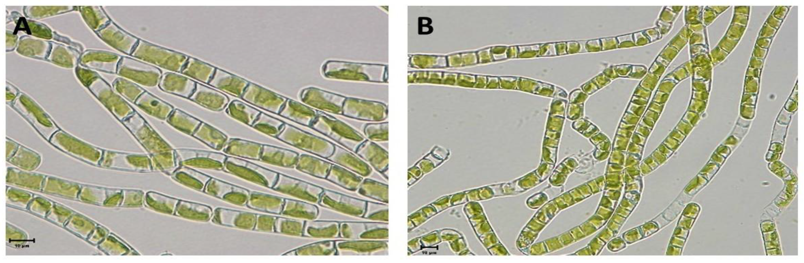 Preprints 165107 g003