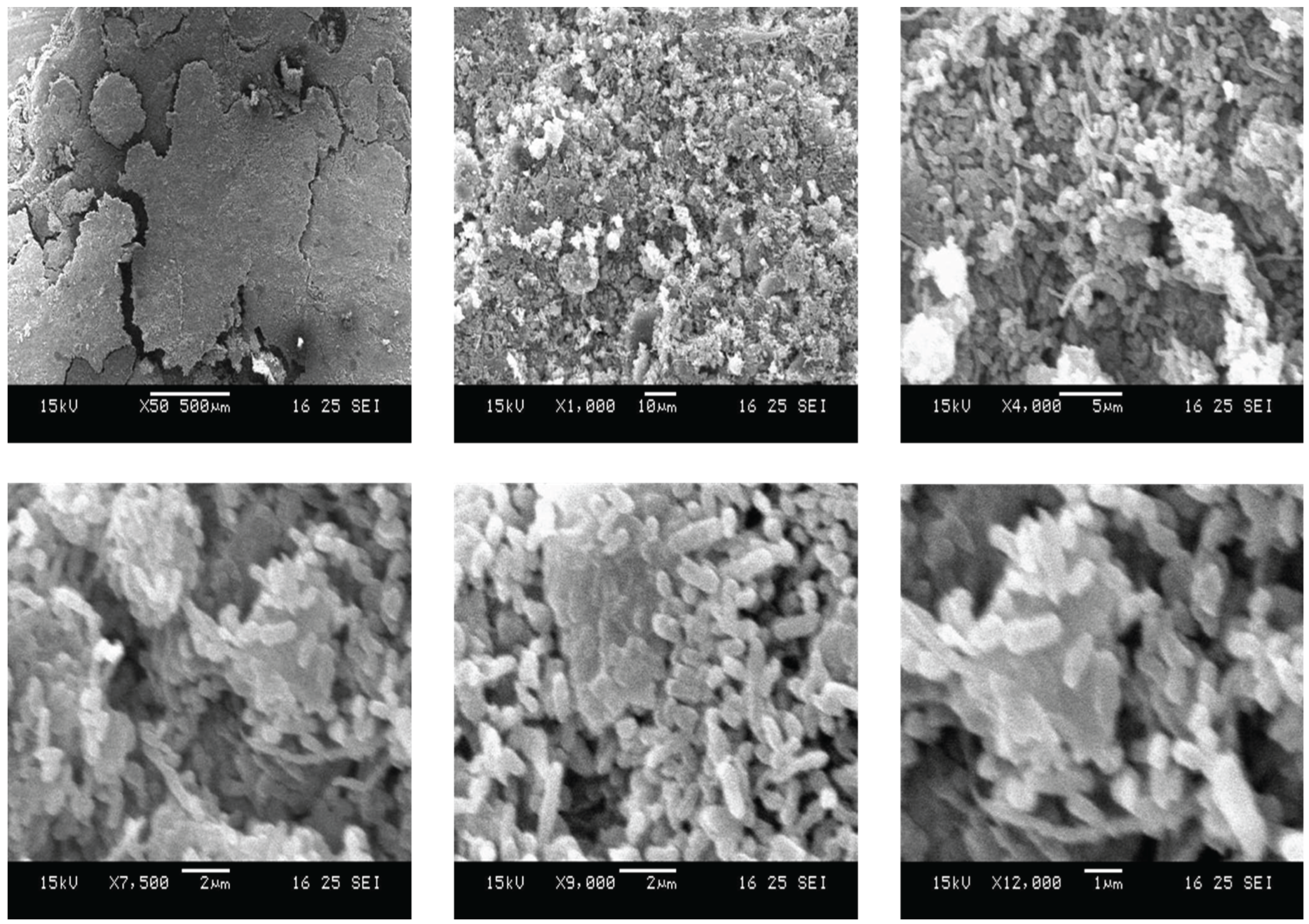 Preprints 176550 g001