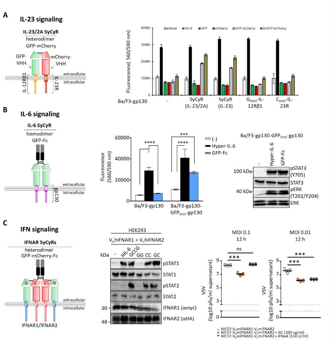 Preprints 233802 g005 Preprints 233802 g005