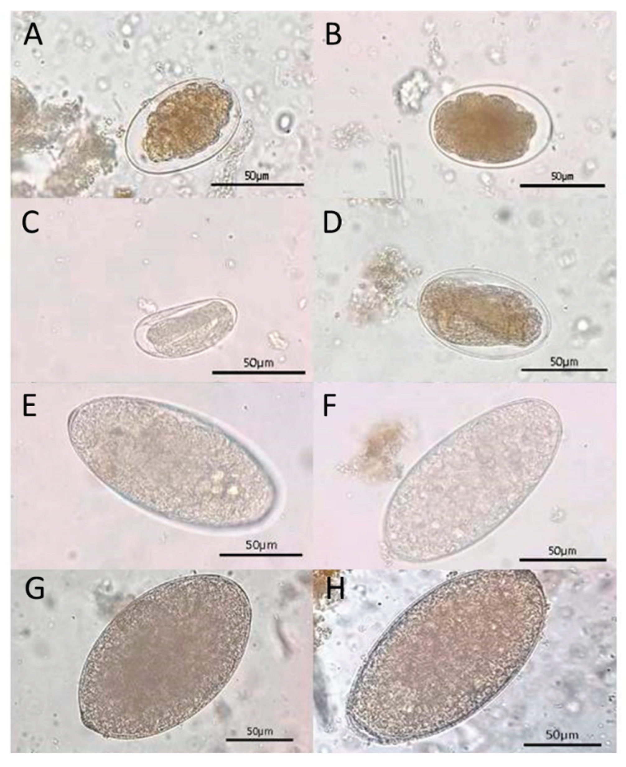 Preprints 196069 g003