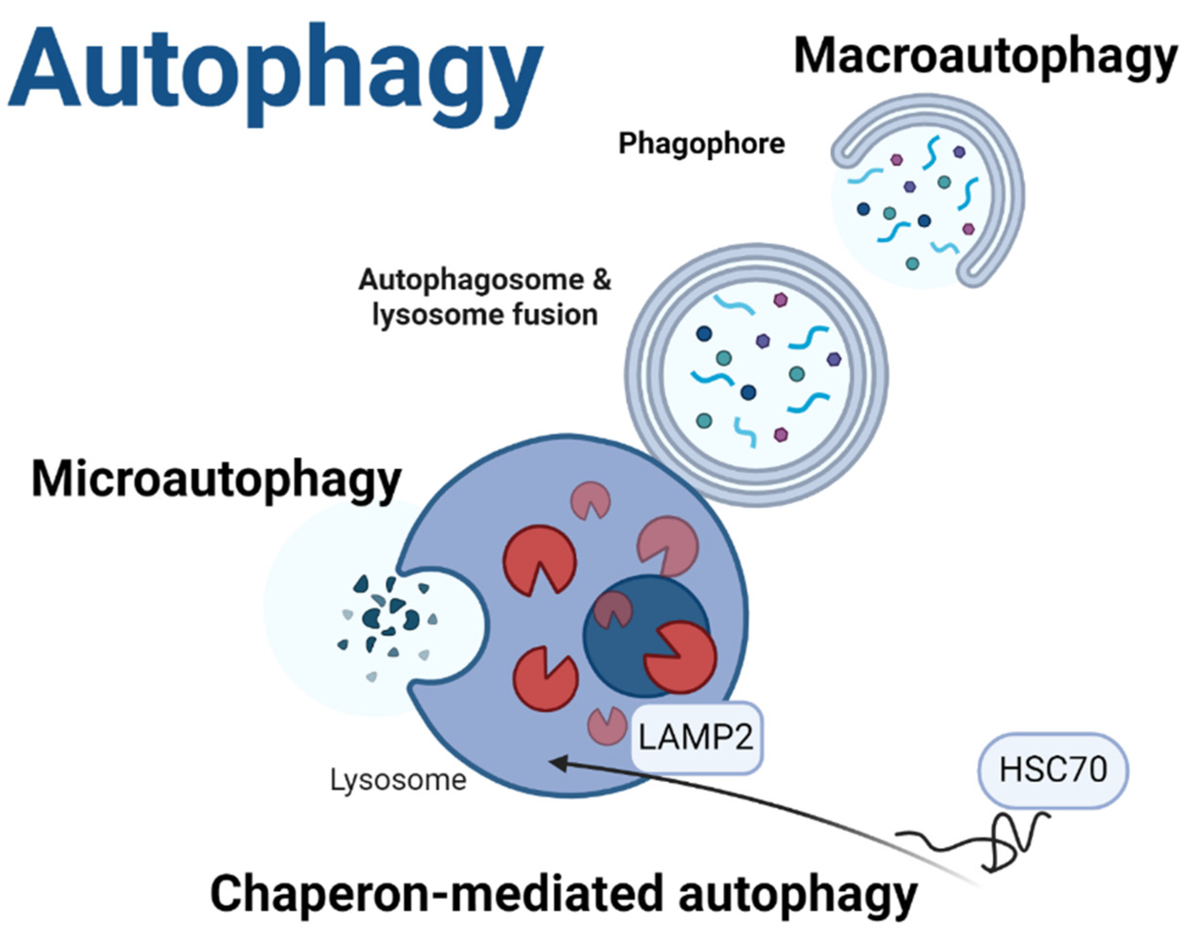 Preprints 145828 g001
