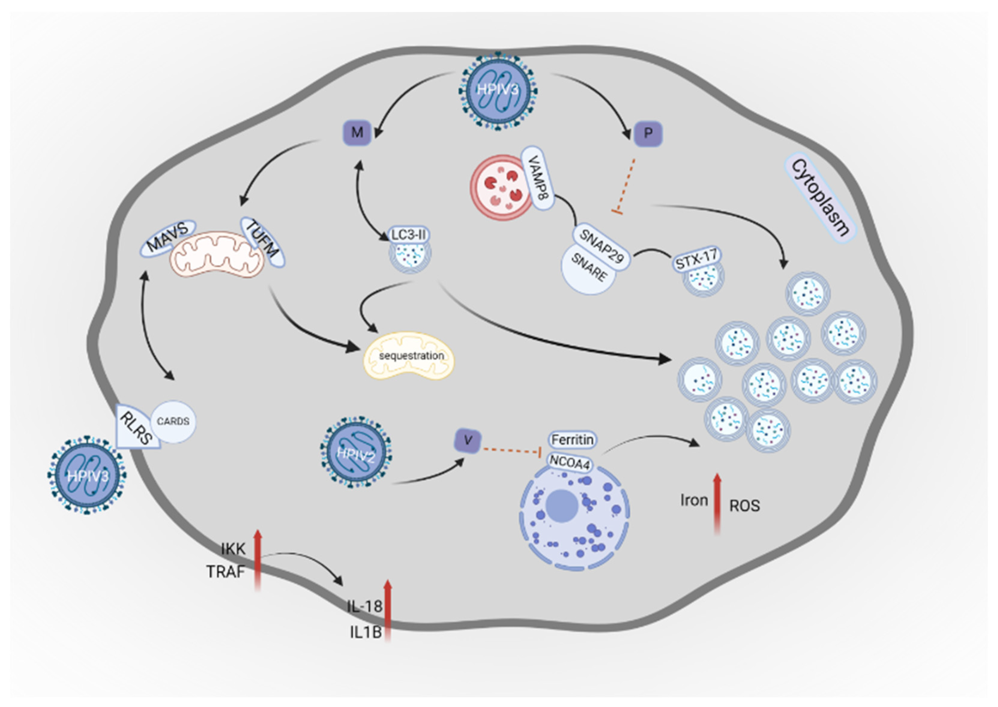 Preprints 145828 g005