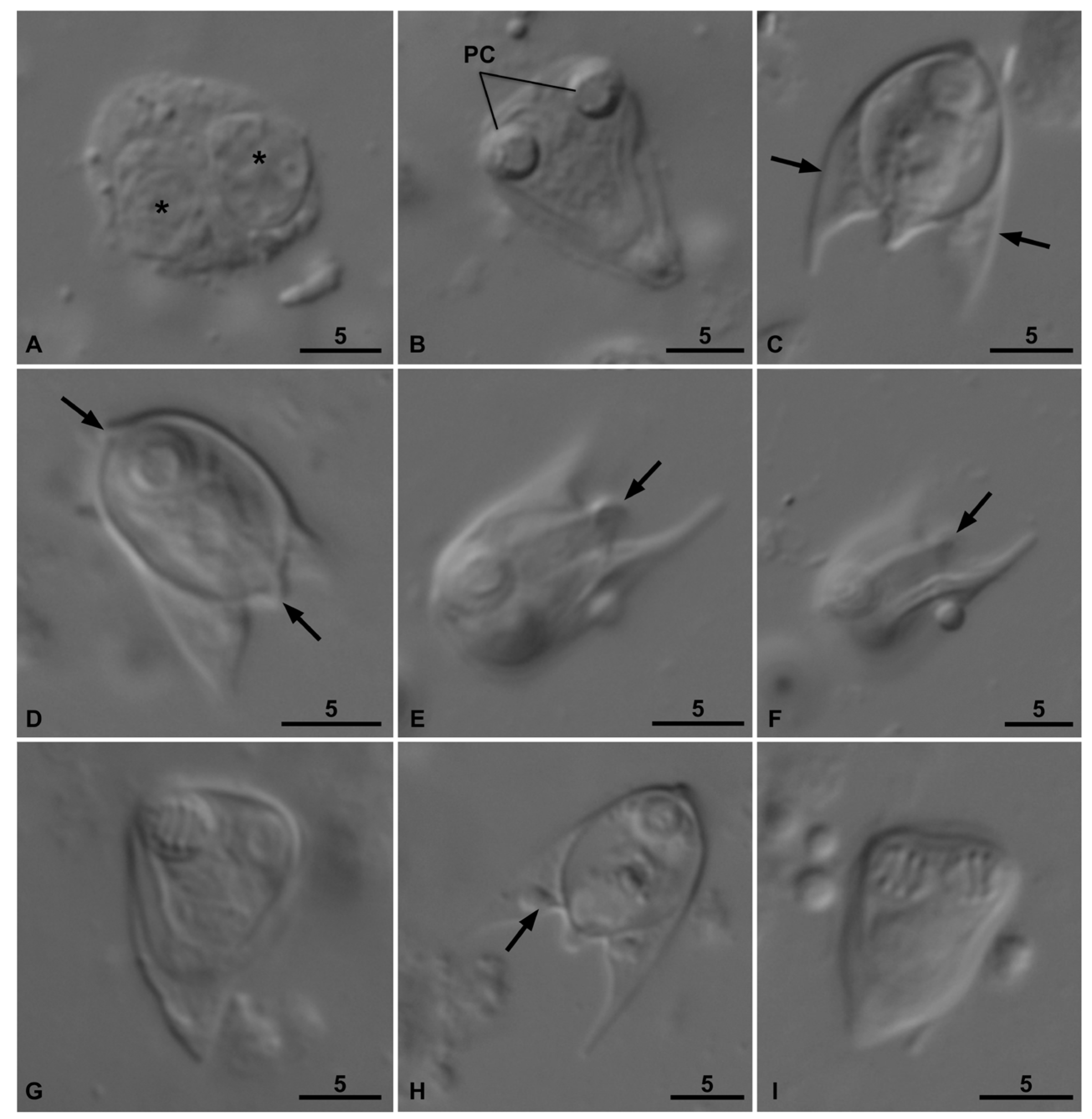 Preprints 162980 g001