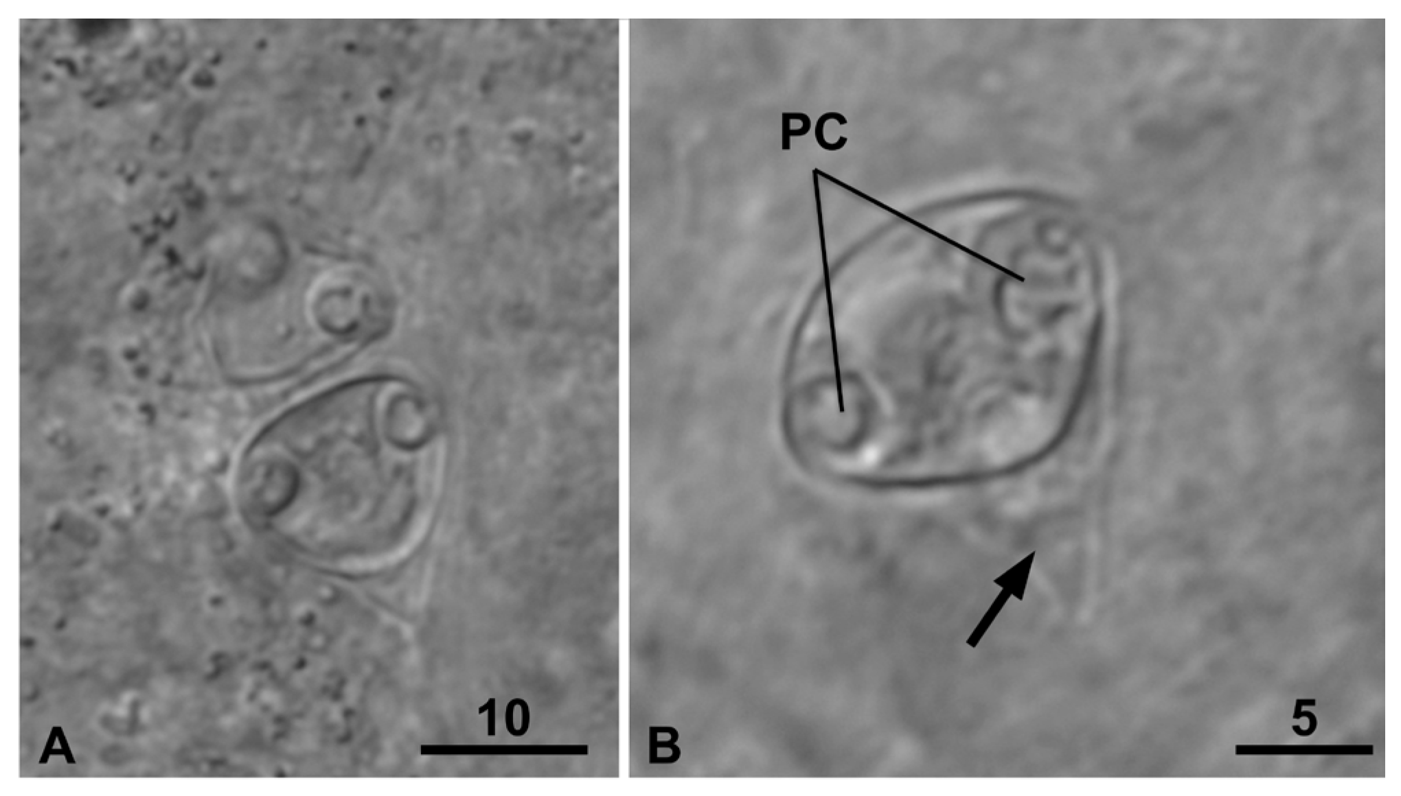 Preprints 162980 g003