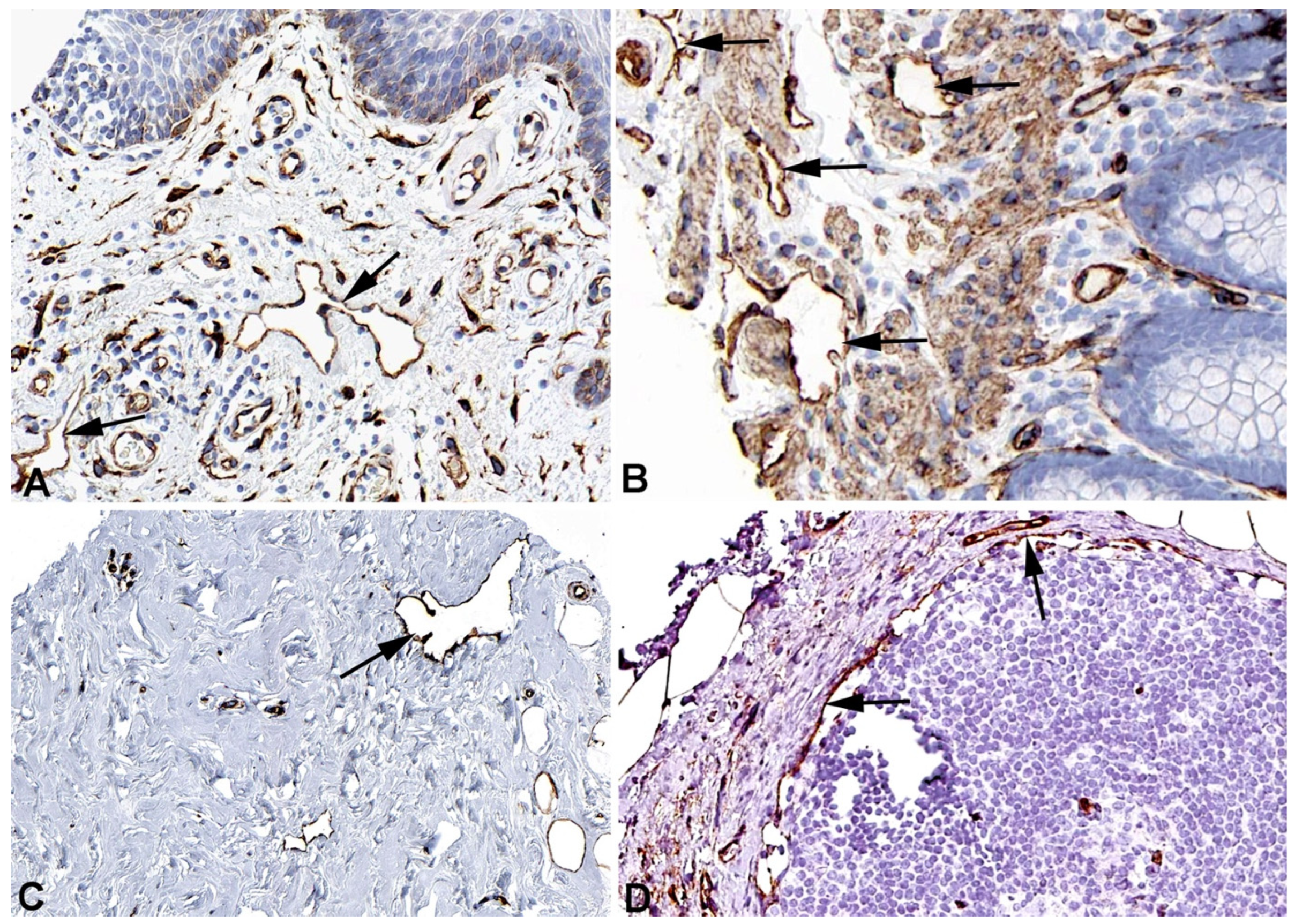 Preprints 119200 g001