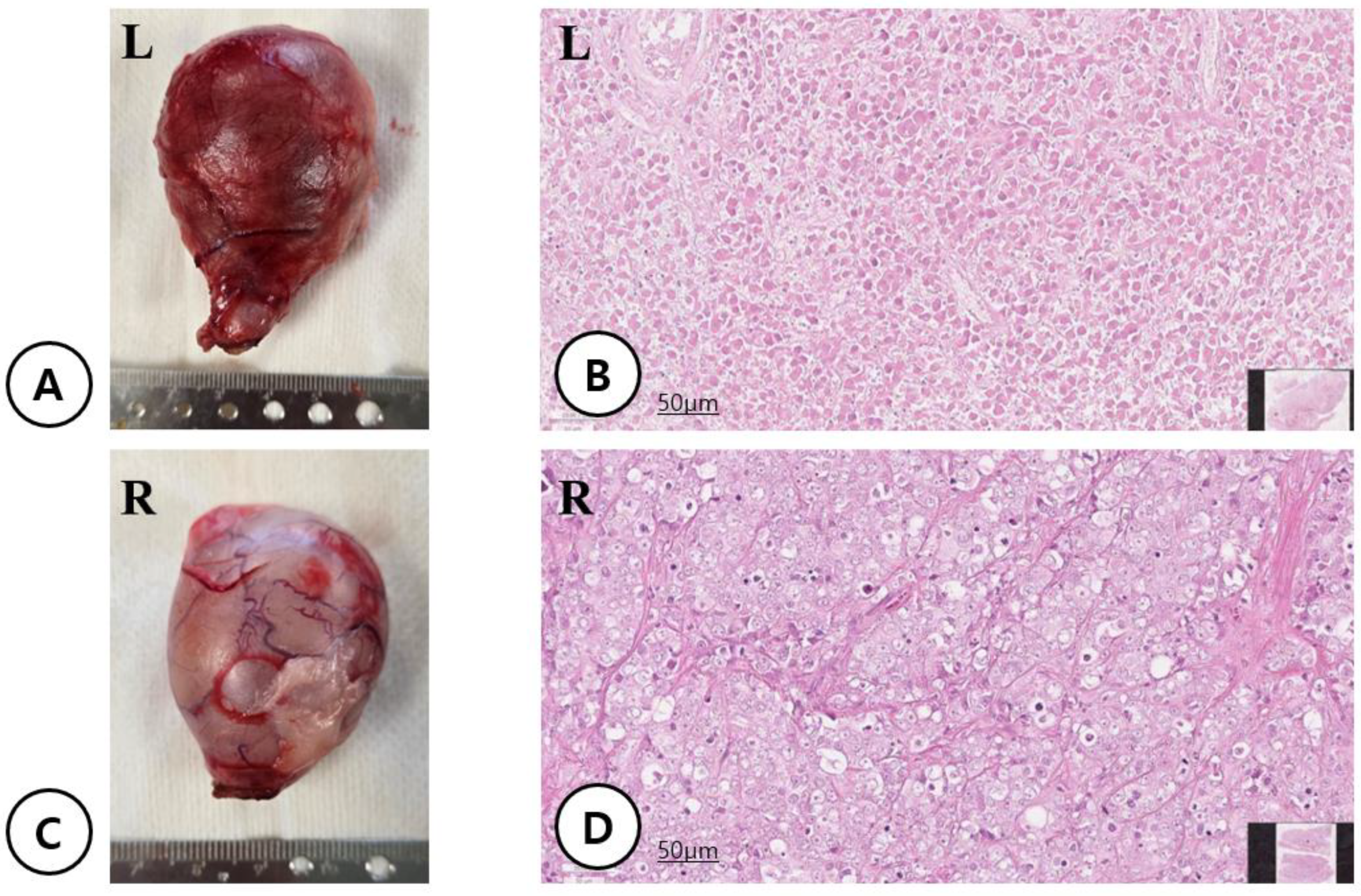 Preprints 207838 g004
