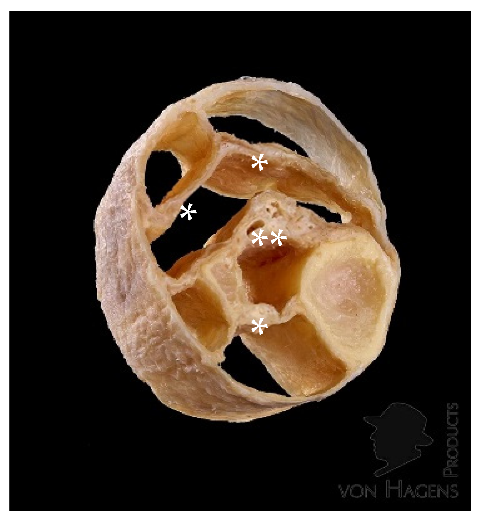 Preprints 192375 g003