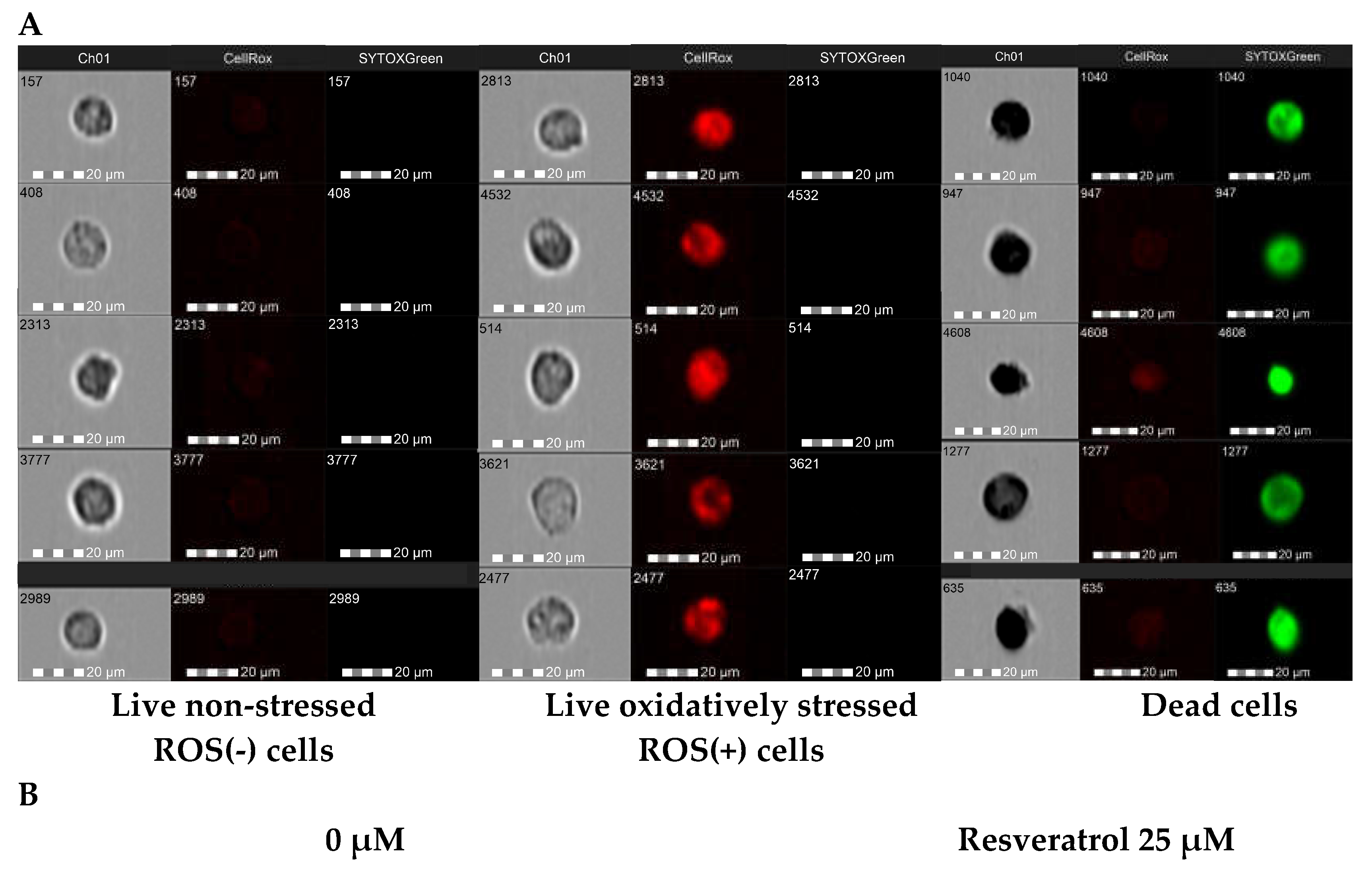 Preprints 116090 g006a