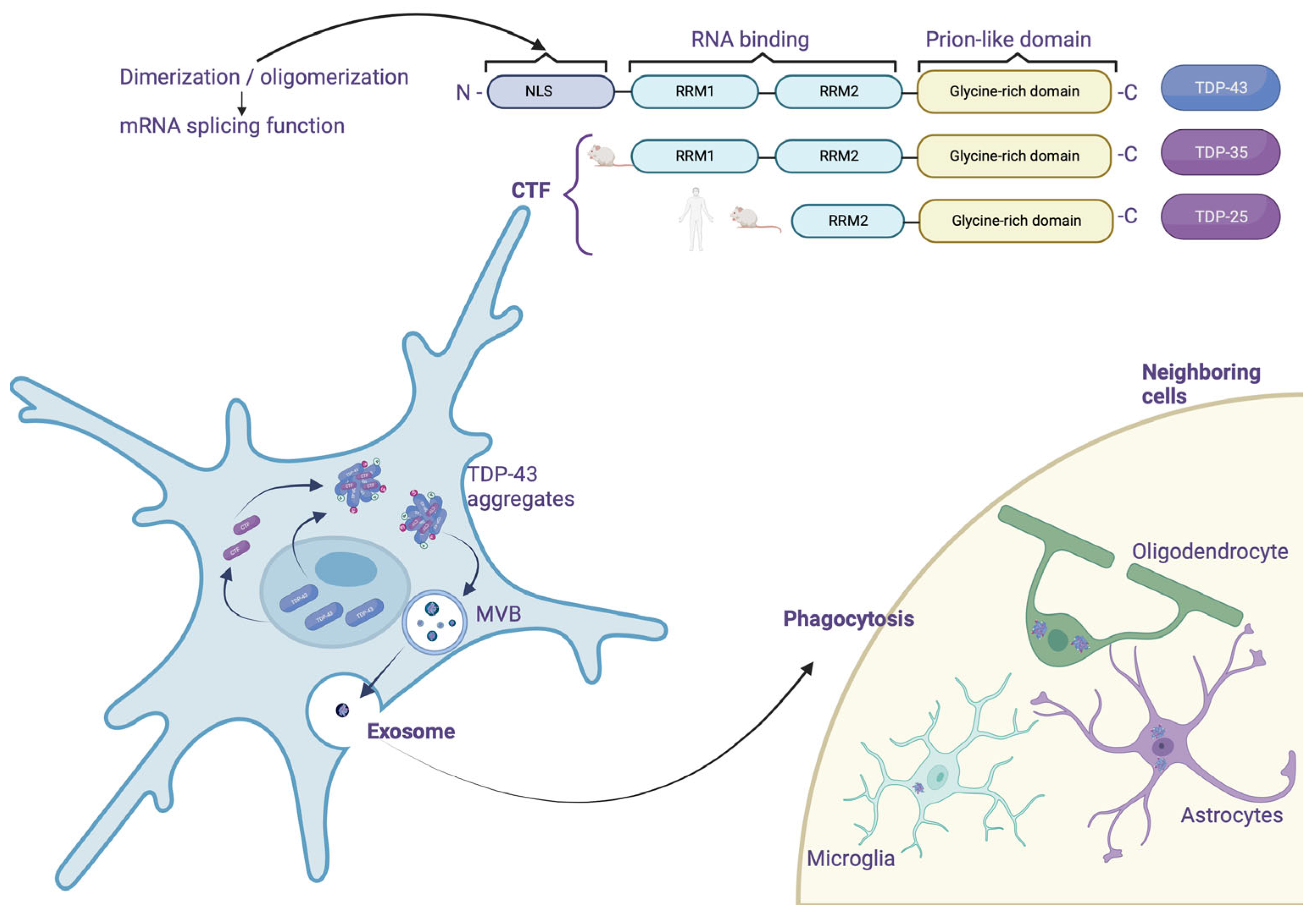 Preprints 85287 g004