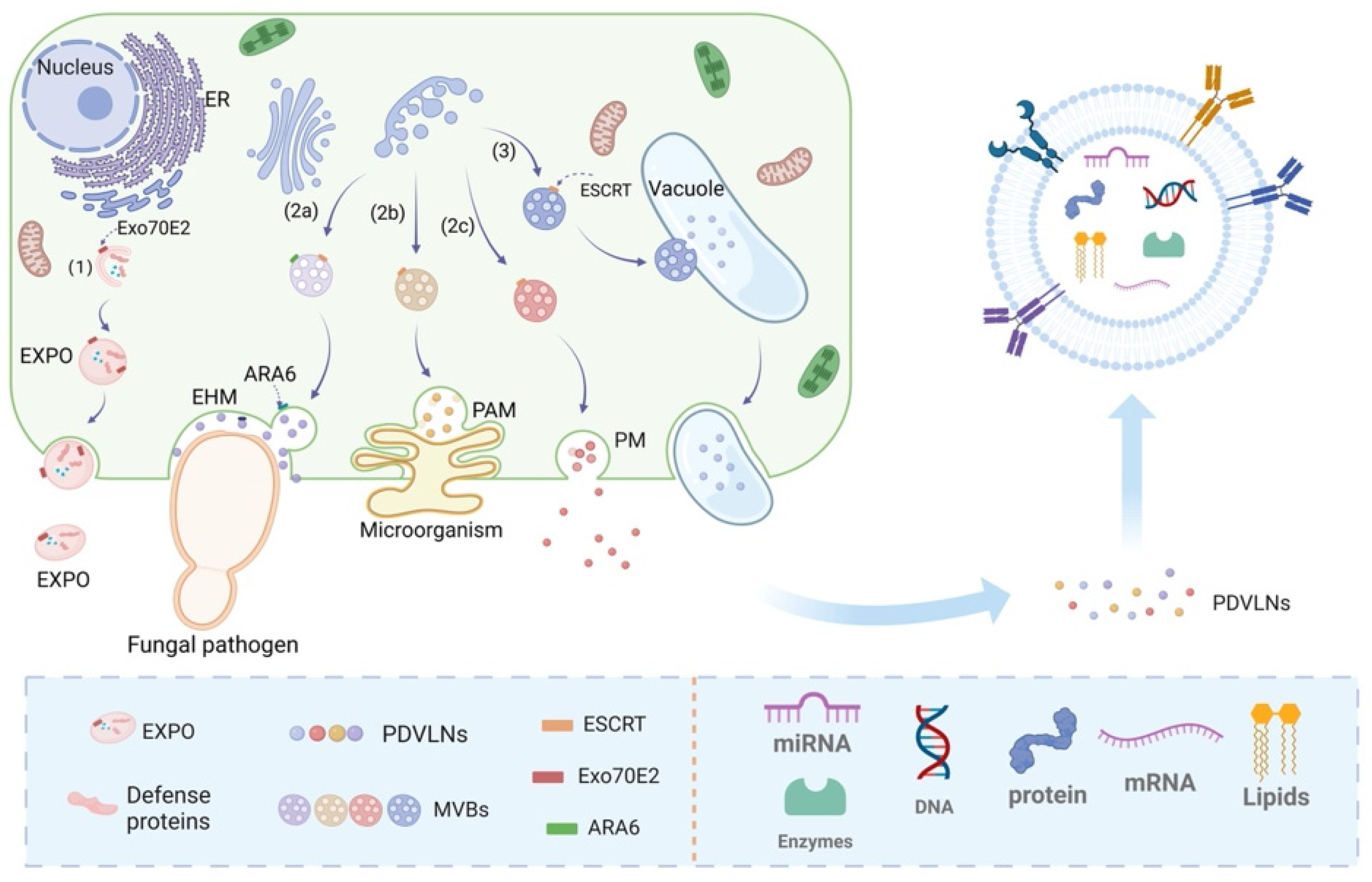 Preprints 163353 g001