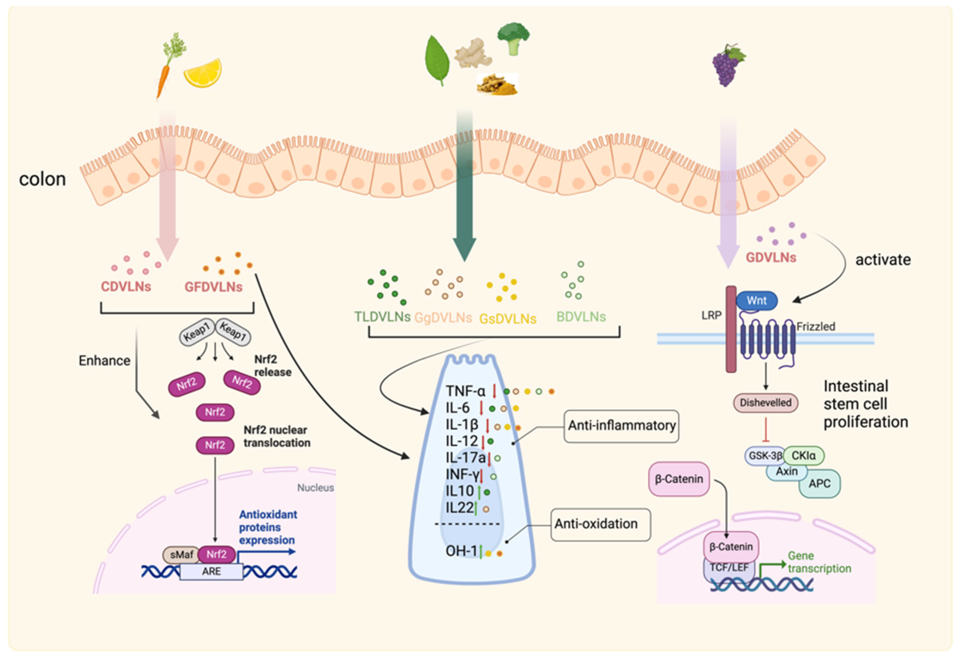 Preprints 163353 g006