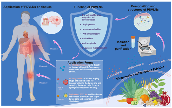 Preprints 163353 i001